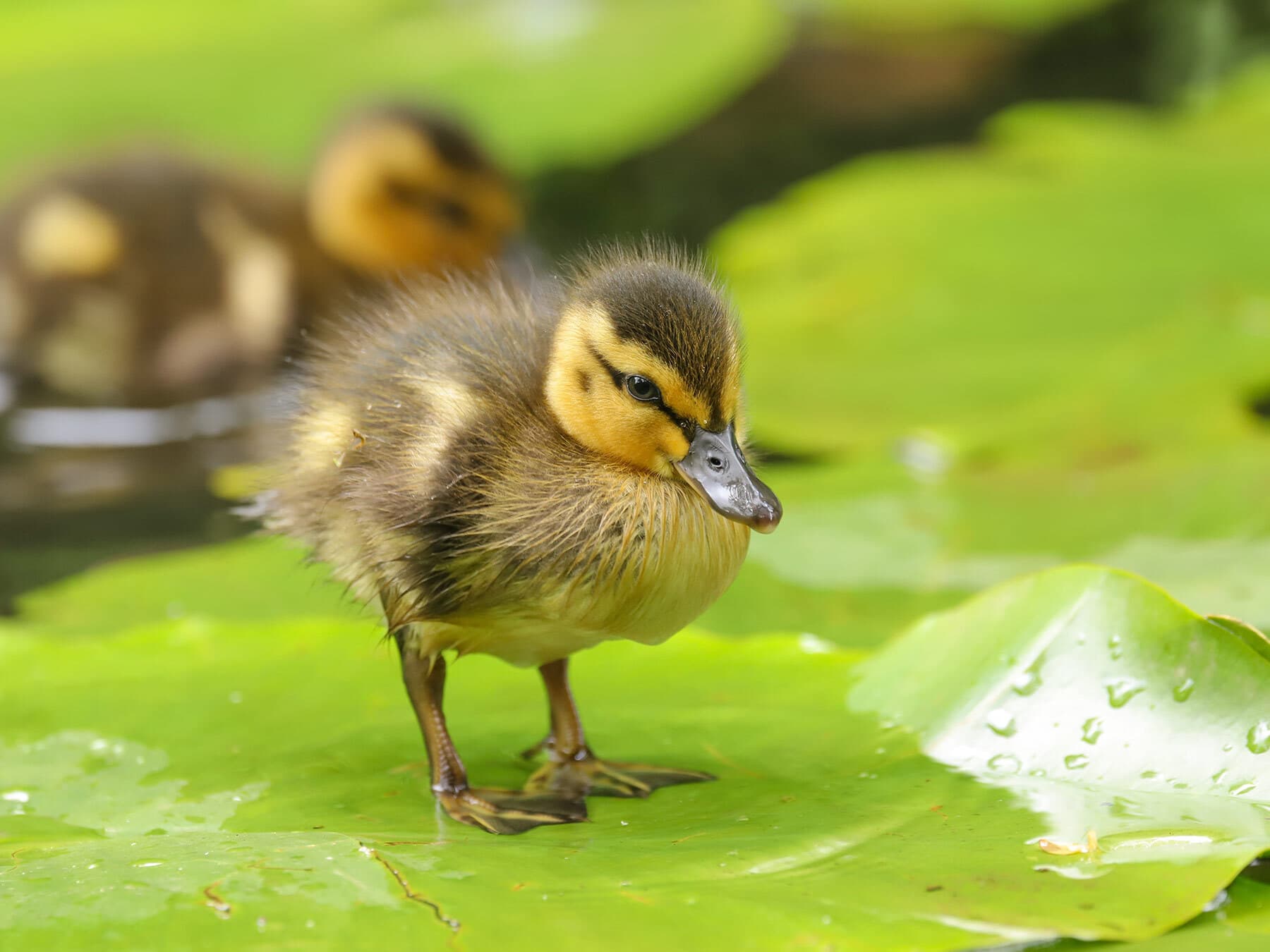 Mallard duckling