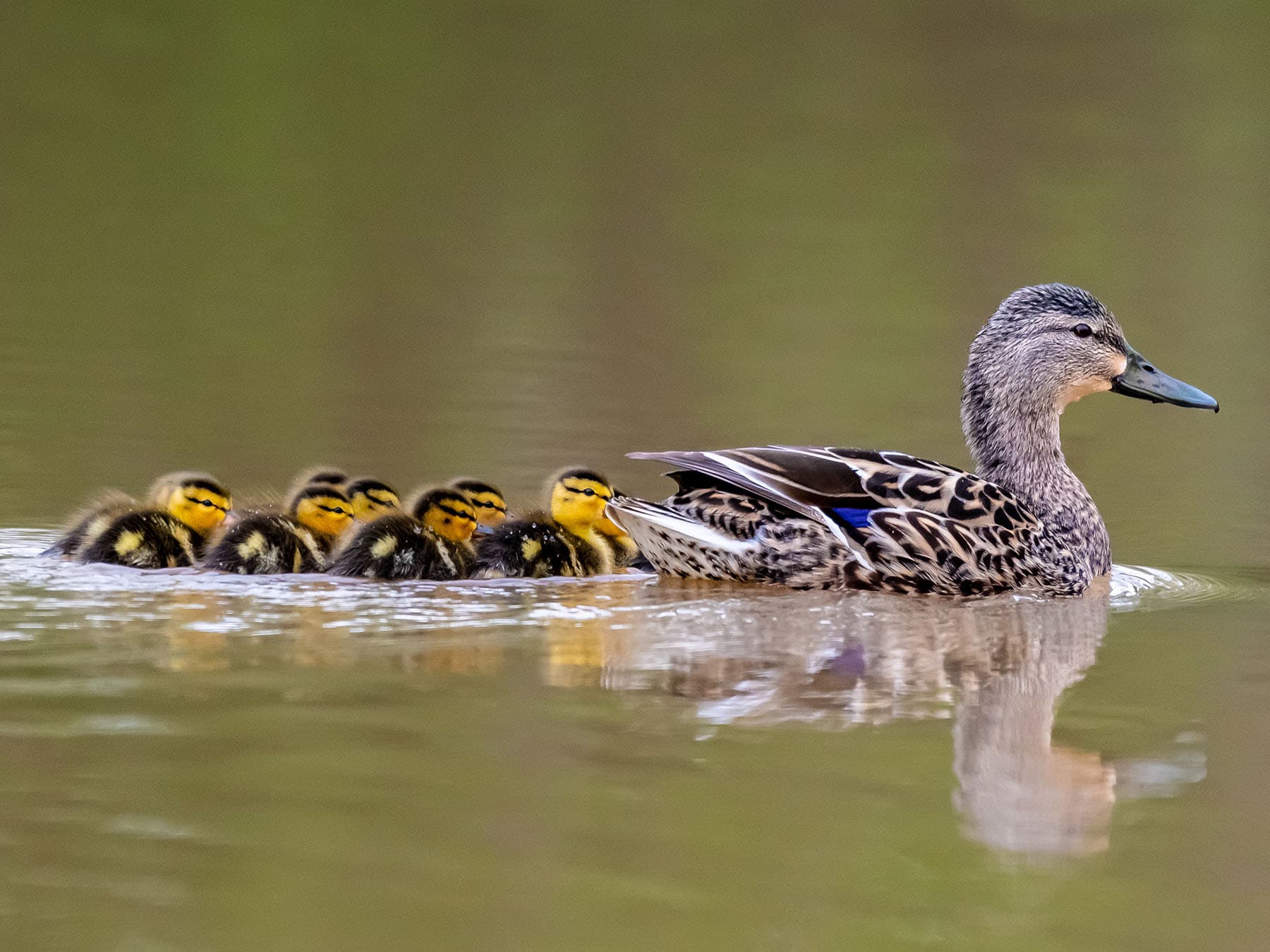 Mallard ducklings swimming