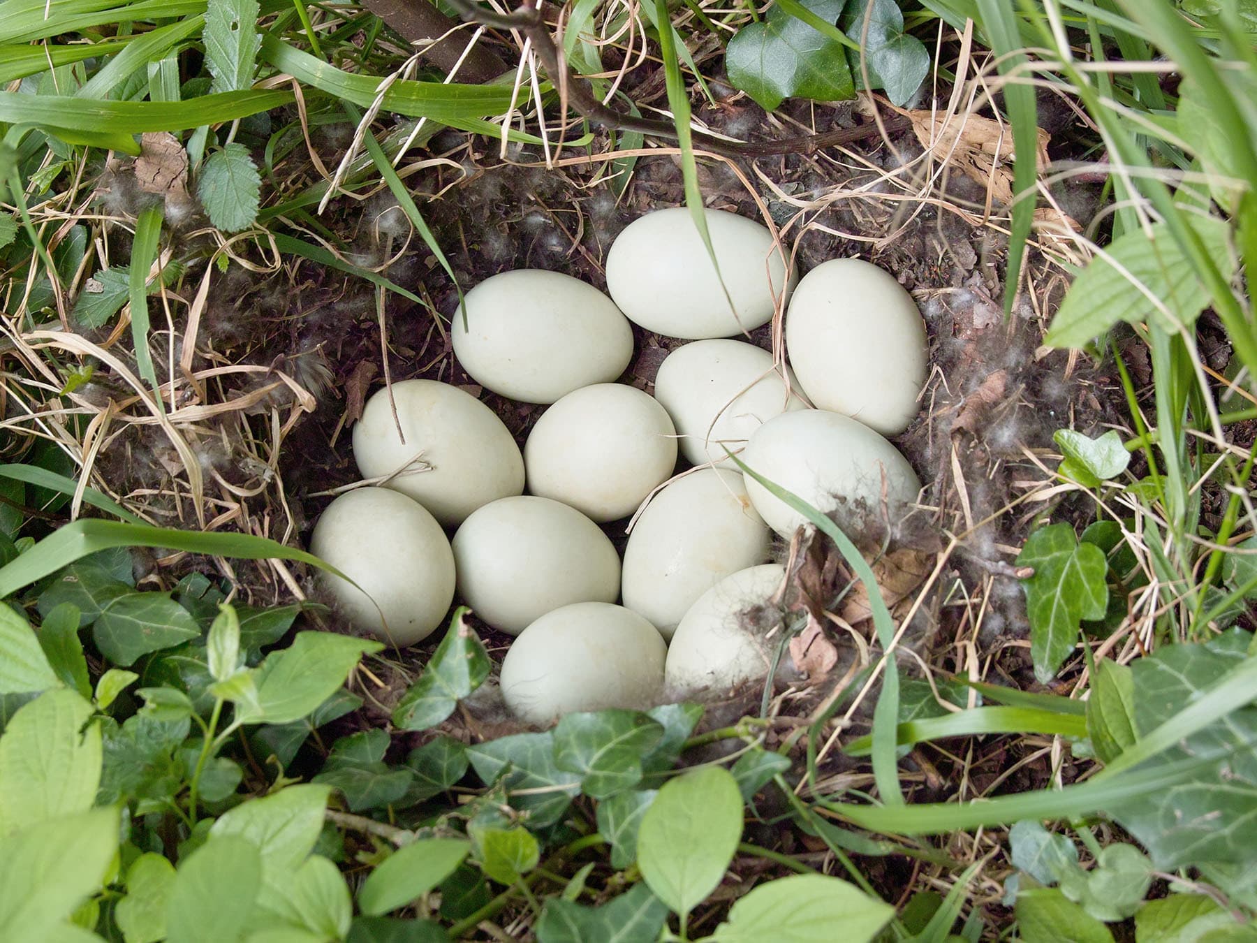 Mallard eggs