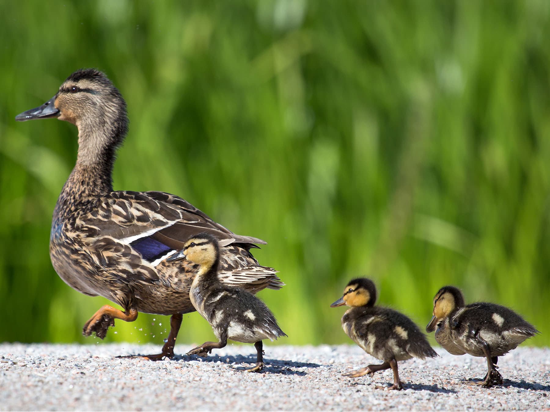 Mallard female with ducklings
