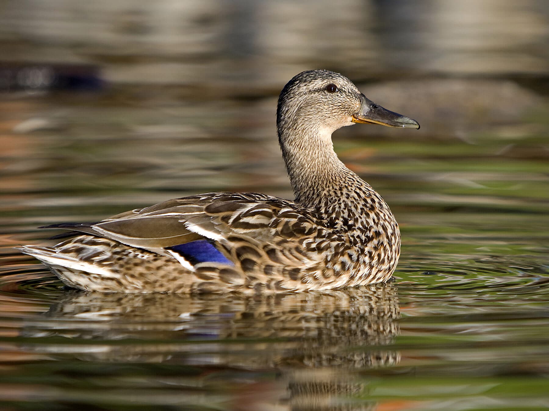 Mallard female