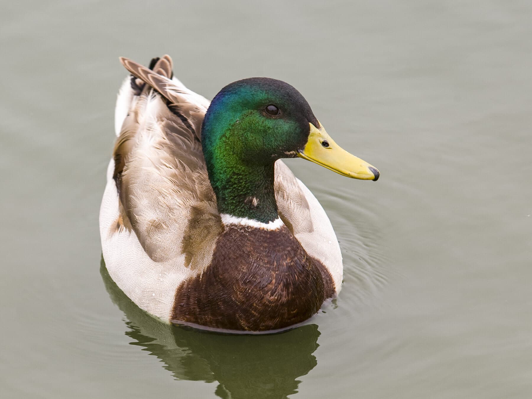 Mallard lifespan