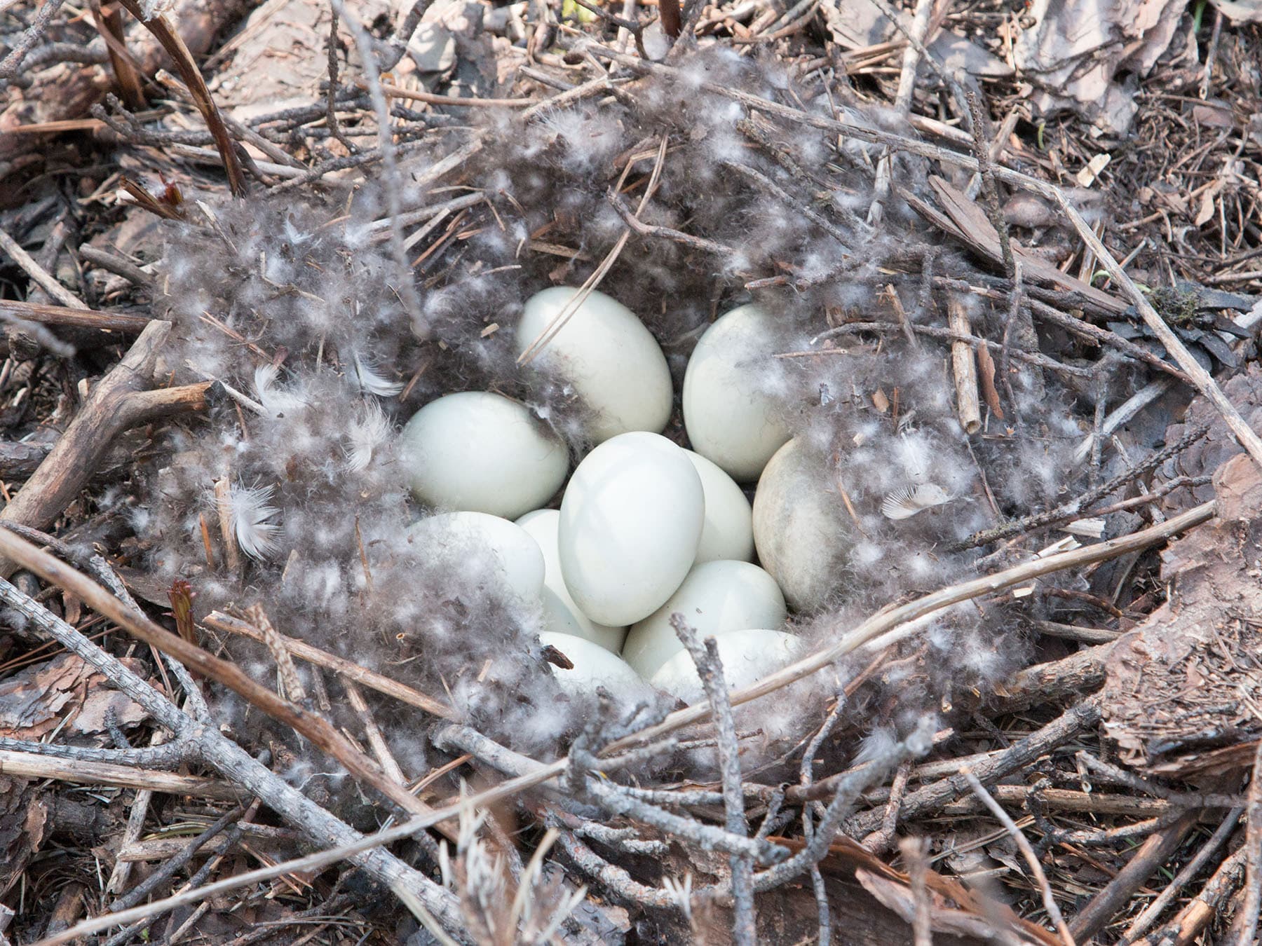 Mallard nest close