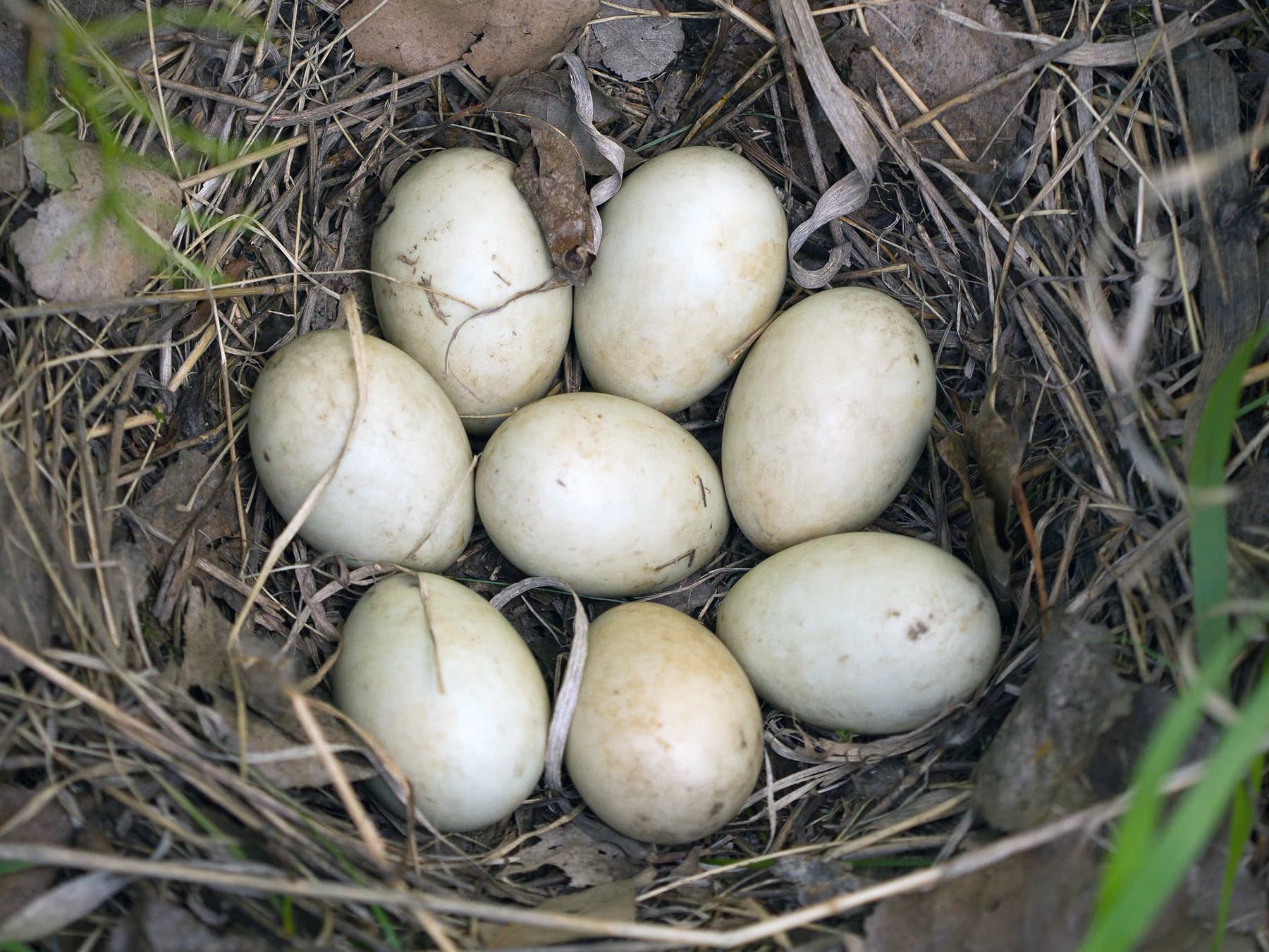 Nest of a Mallard with six eggs
