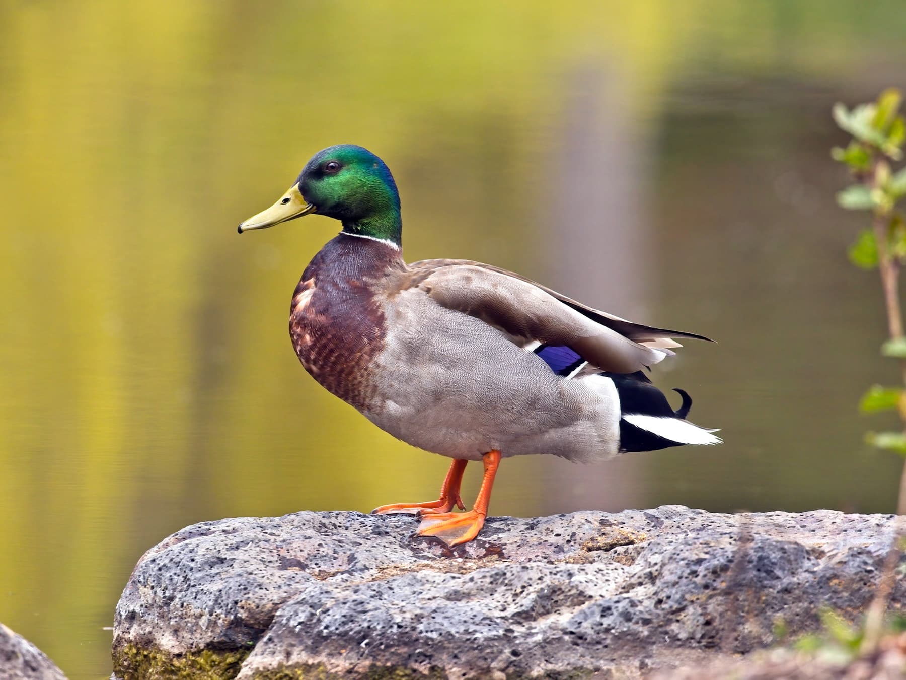 Mallard standing on top of the rocks