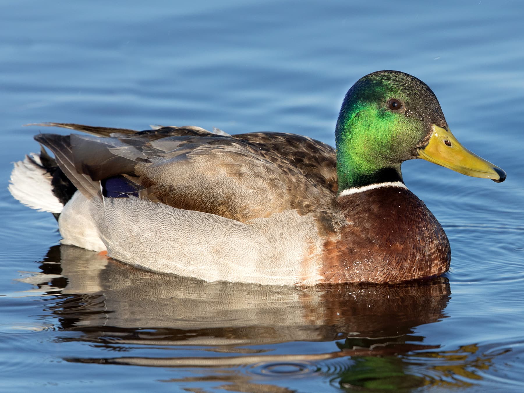 Male Mallard swimming in a pond