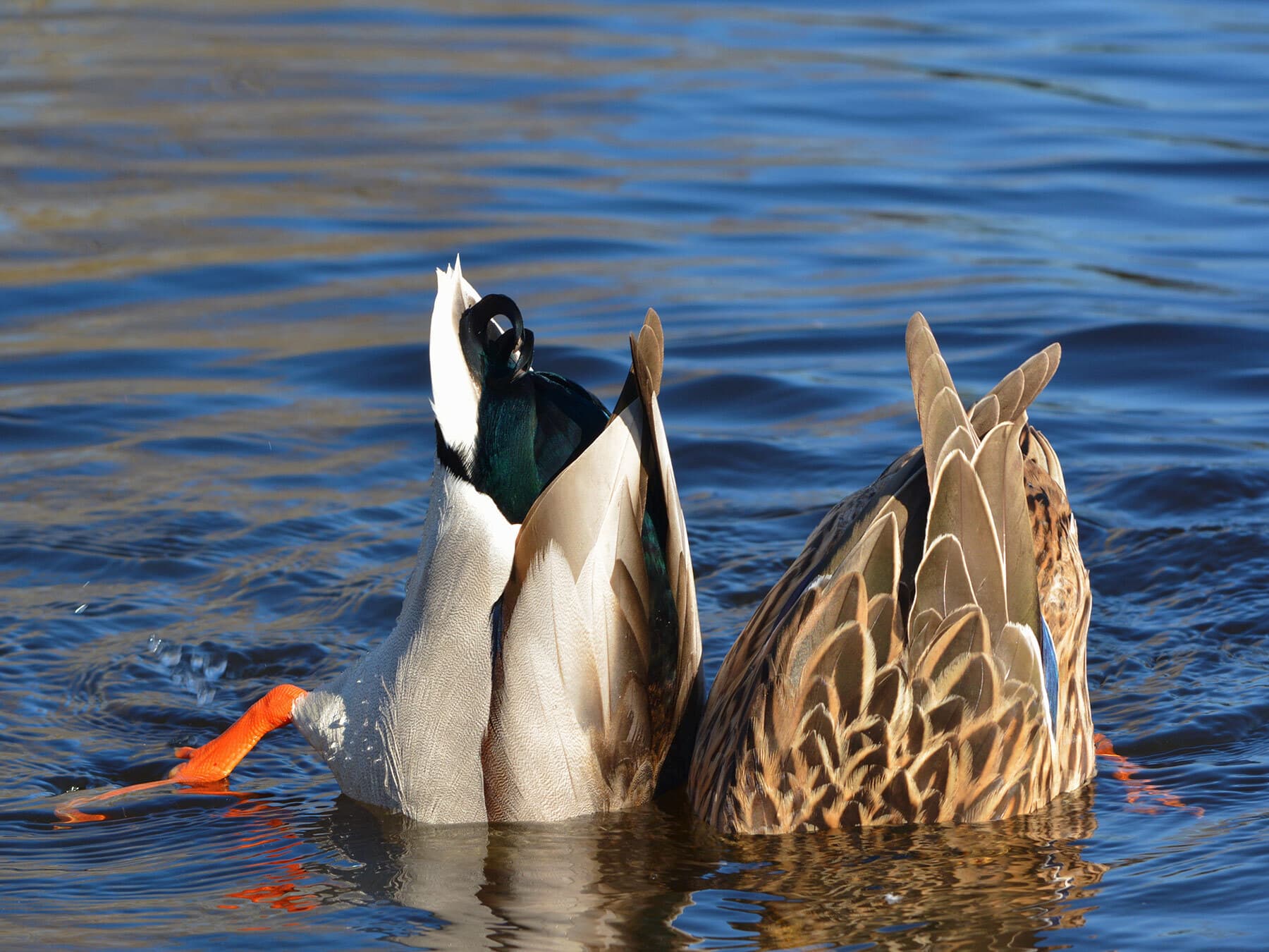 Mallards diving