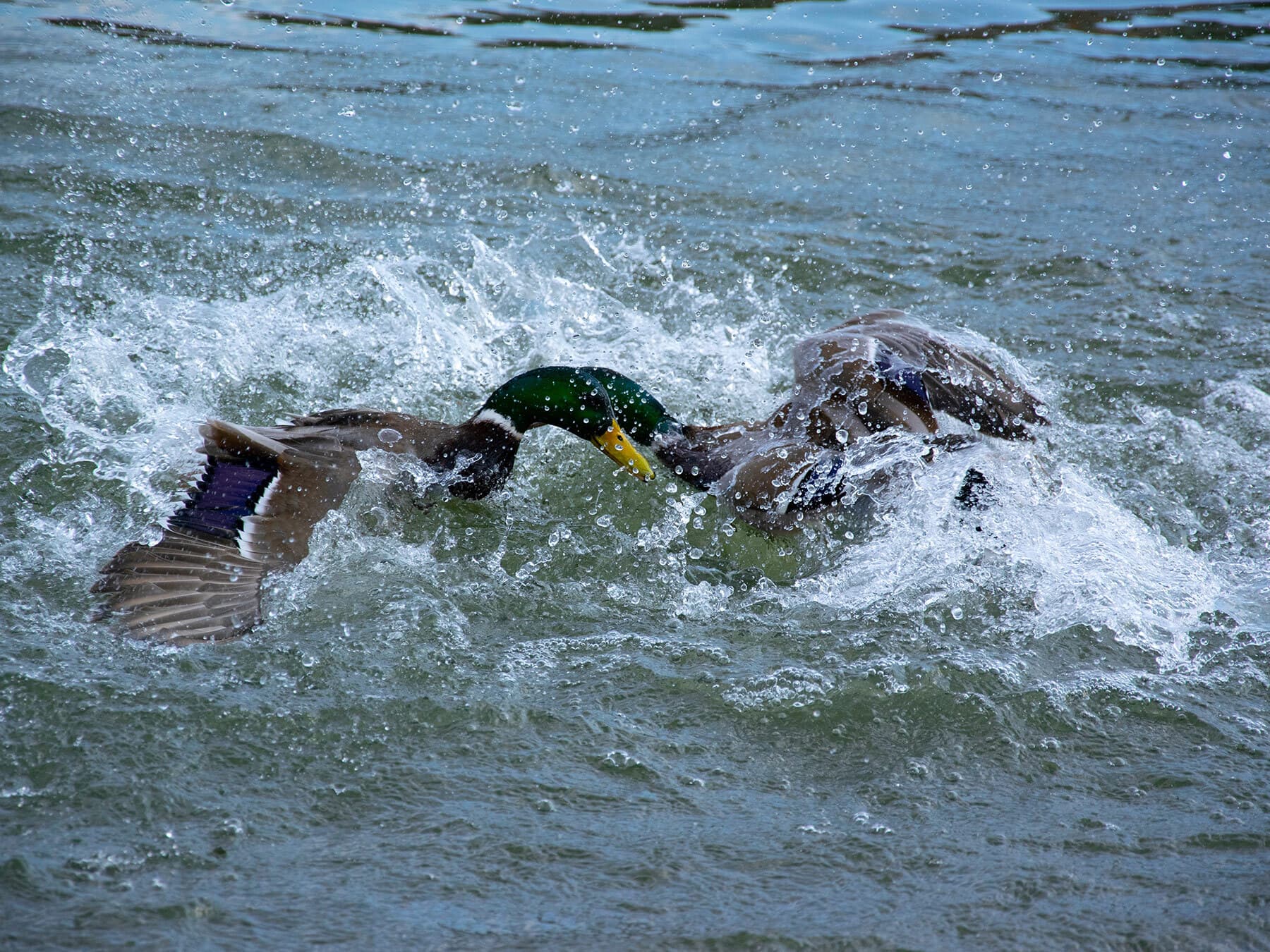 Mallards fighting