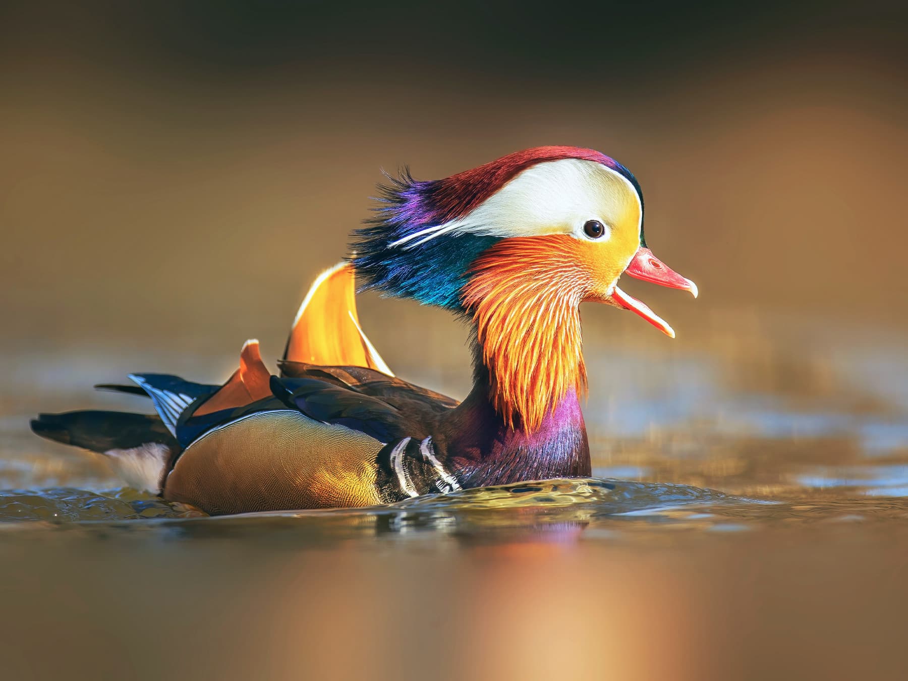 Mandarin Duck whistling during courtship