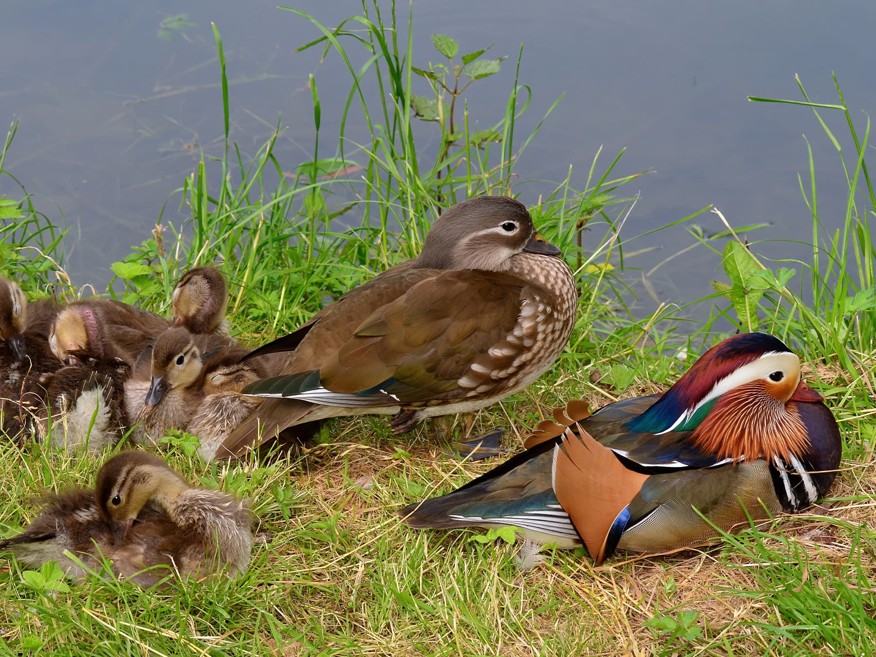 Family of Mandarin Ducks resting on the river bank