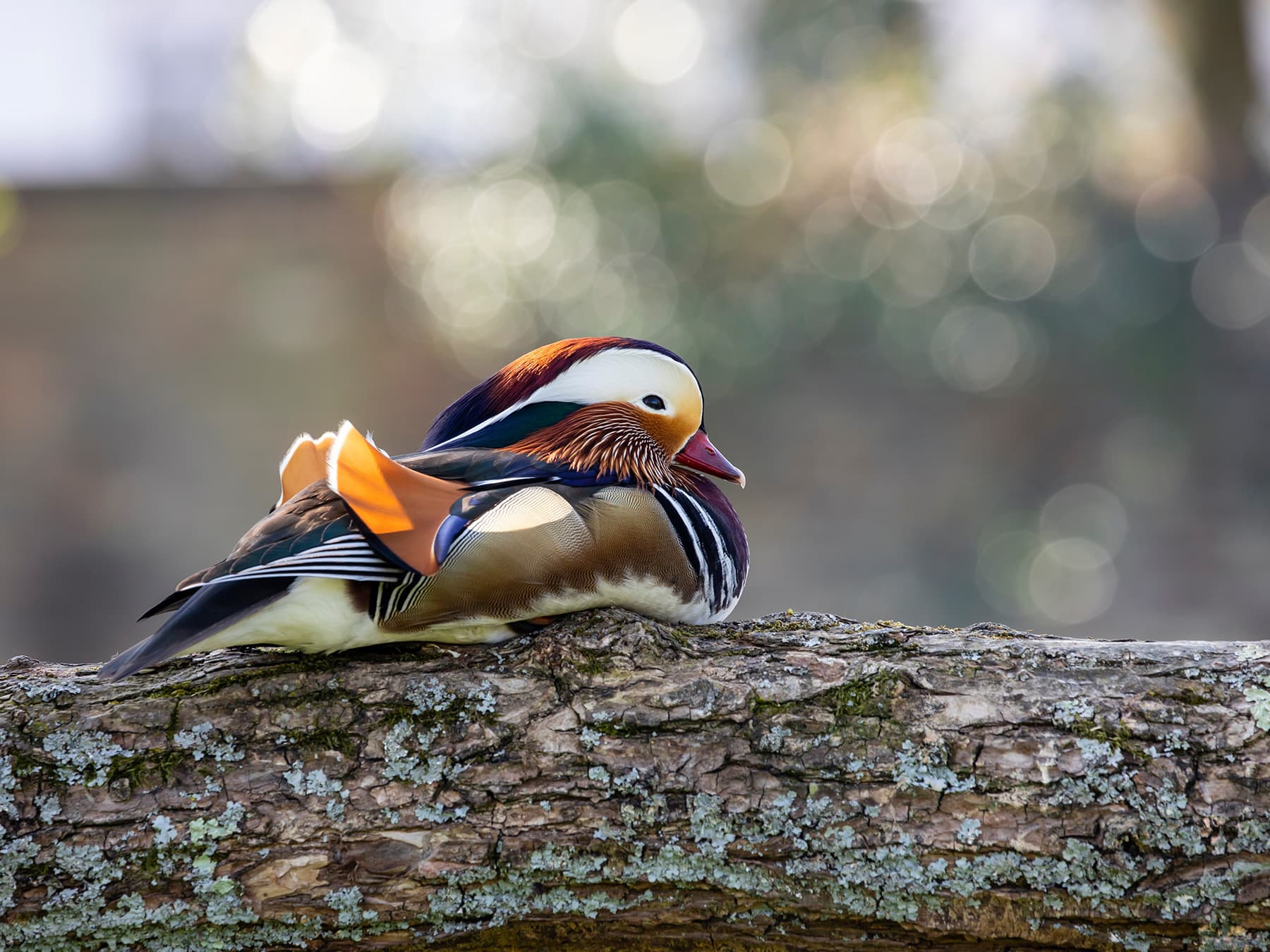 Mandarin Duck resting on top of a fallen tree trunk
