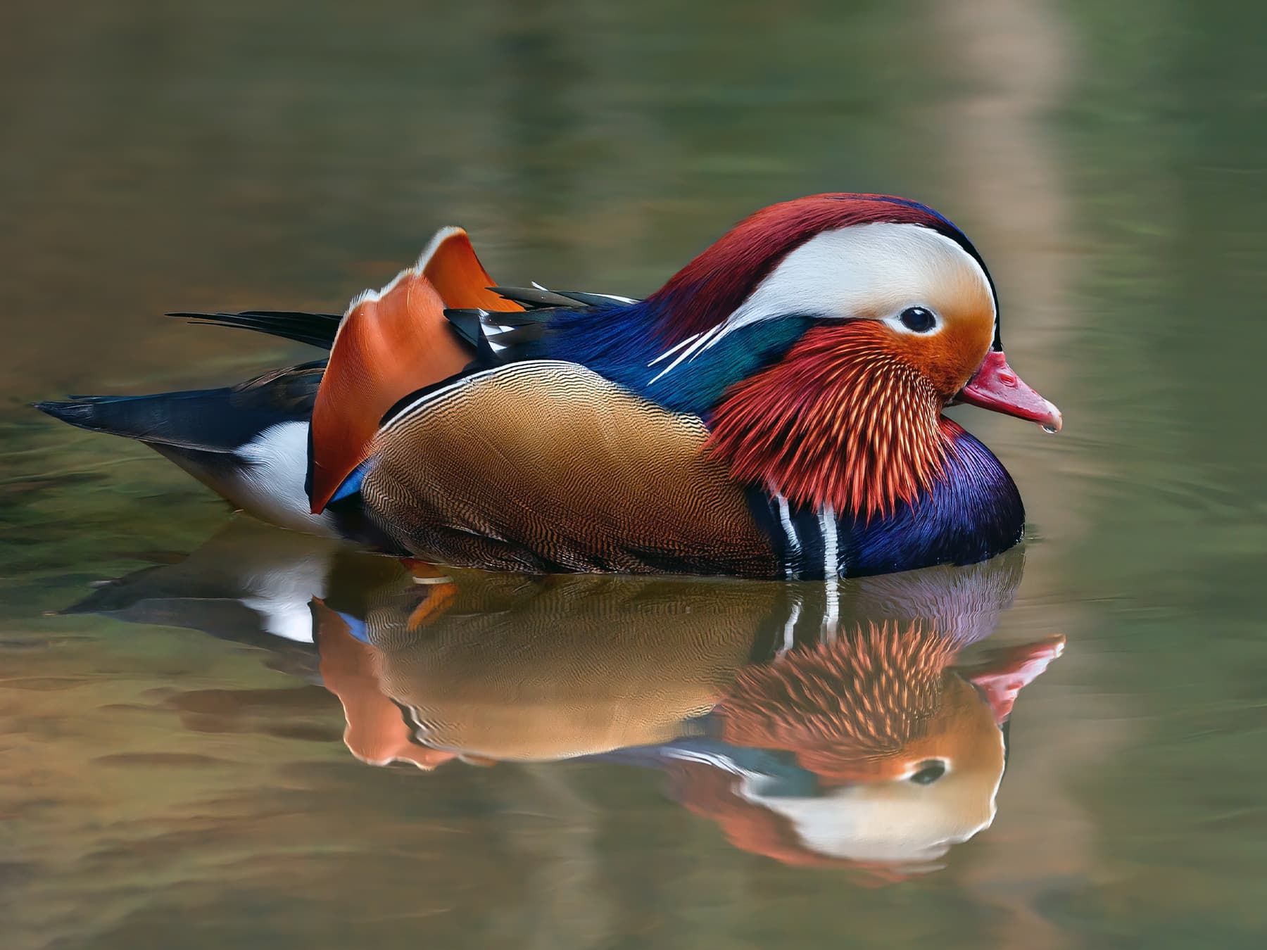 Mandarin Duck Male