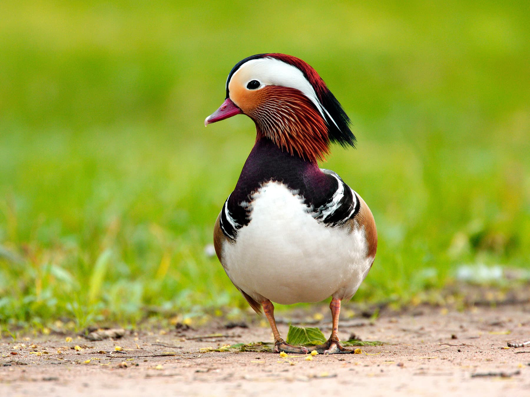 Mandarin Duck in breeding plumage walking through grassy wetlands