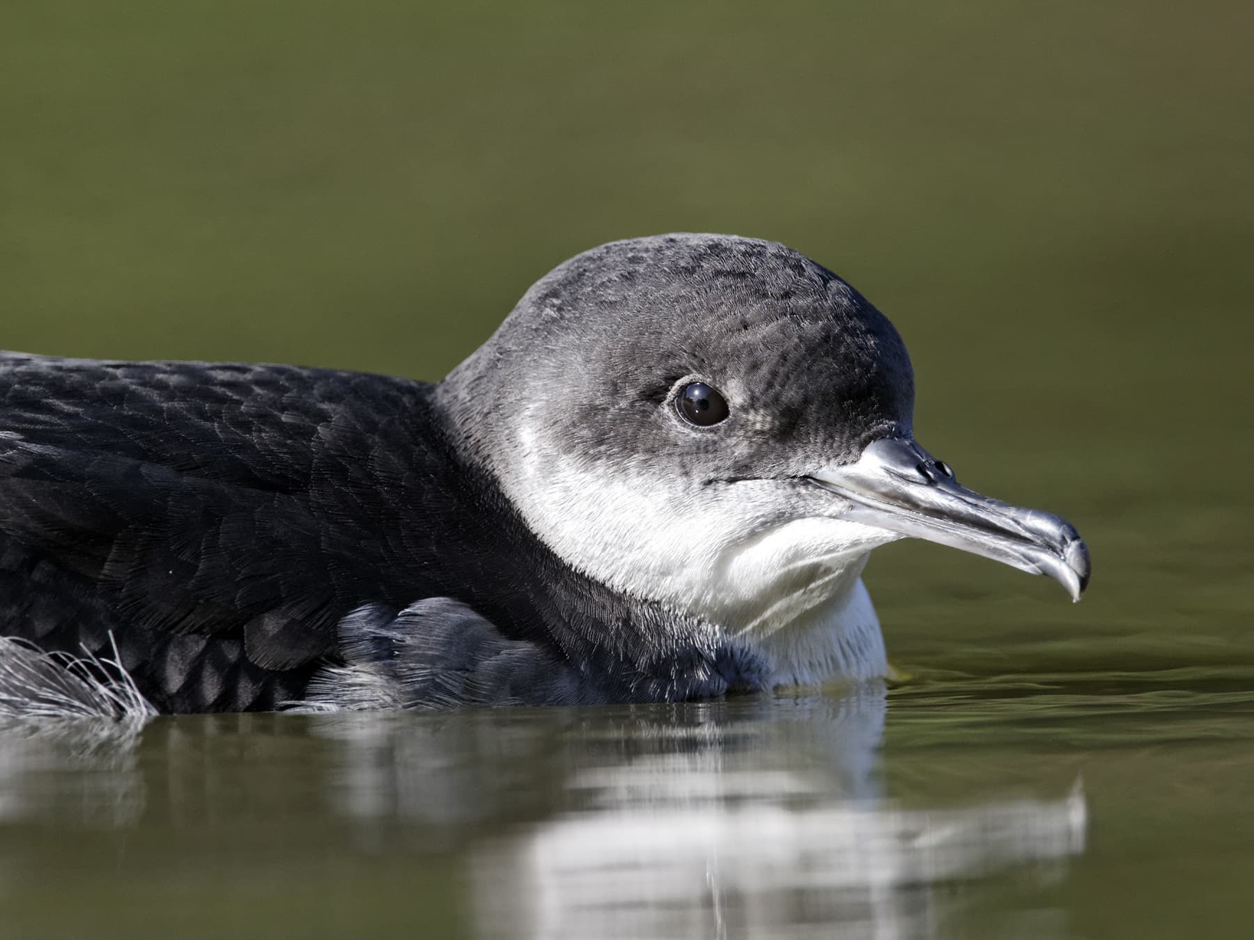 Manx Shearwater portrait