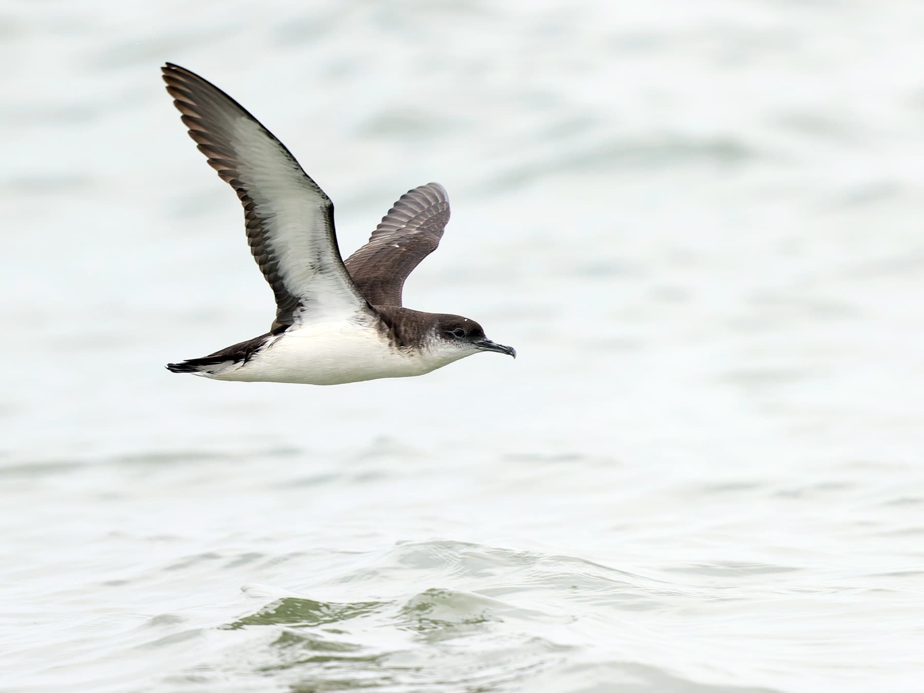 Manx Shearwater in-flight over the ocean
