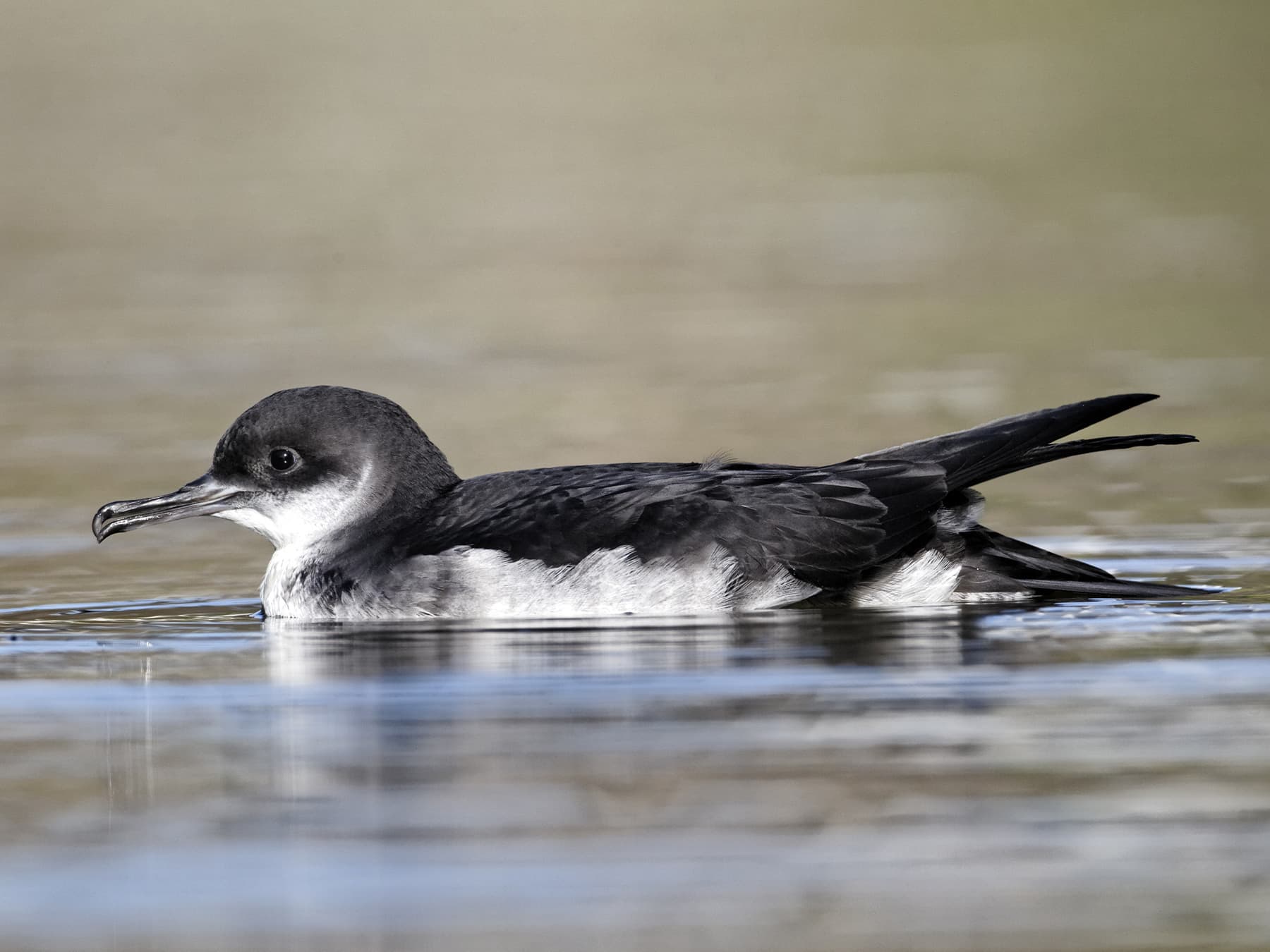 Manx Shearwater swimming on a canal