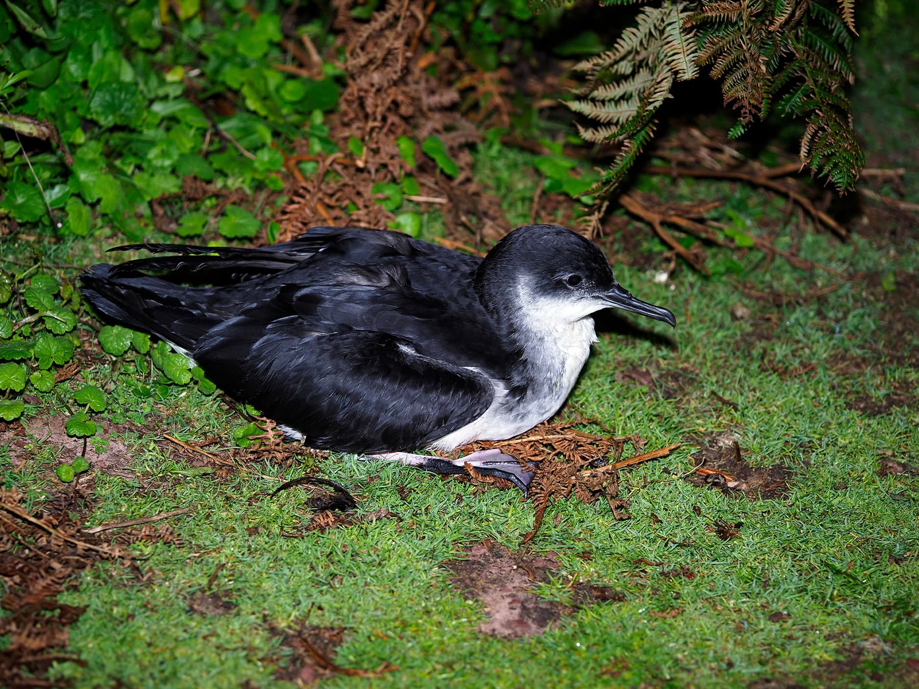 Manx Shearwater resting on the grass