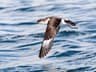 Manx Shearwater