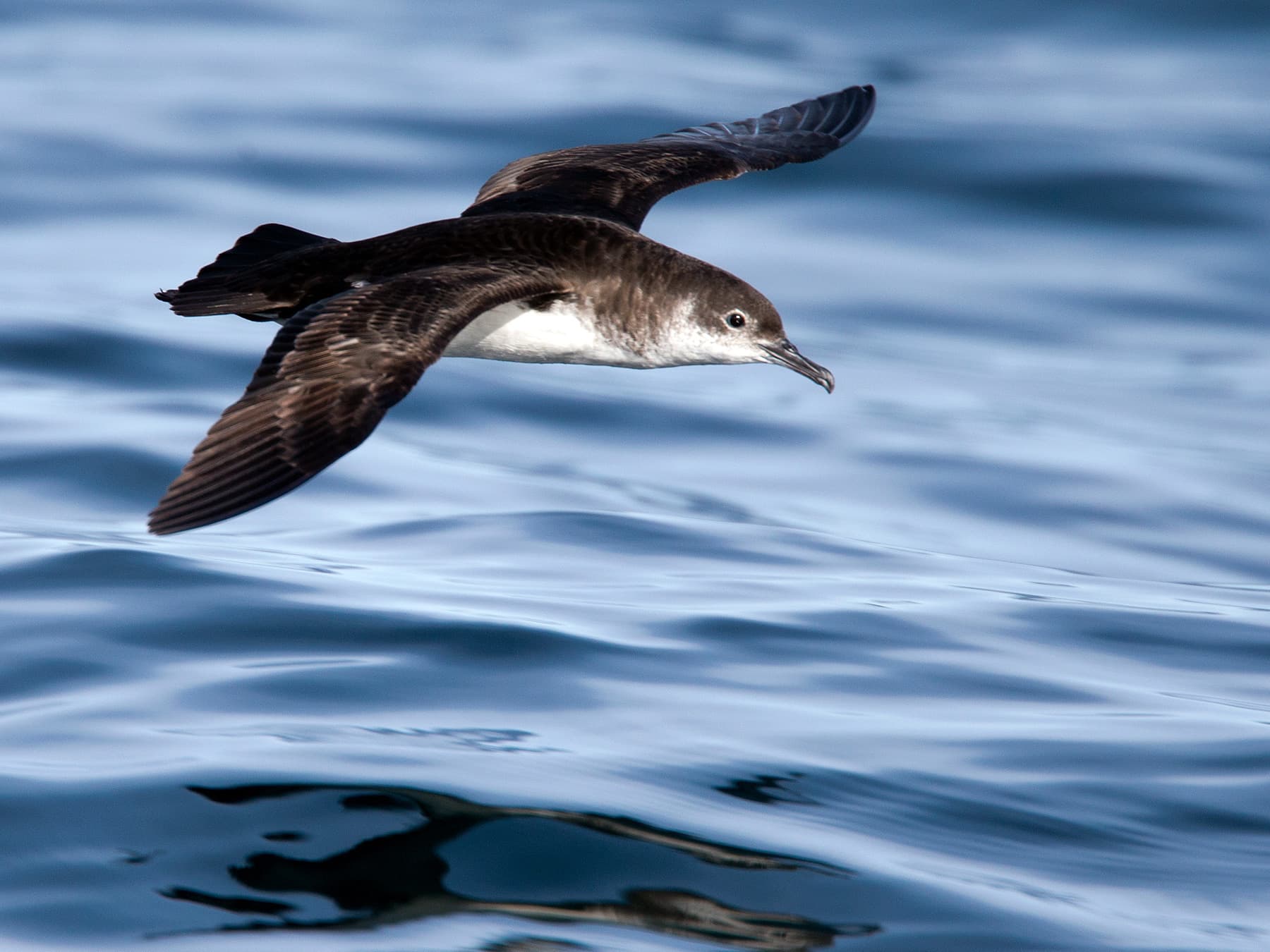 Manx Shearwater flying low over the sea