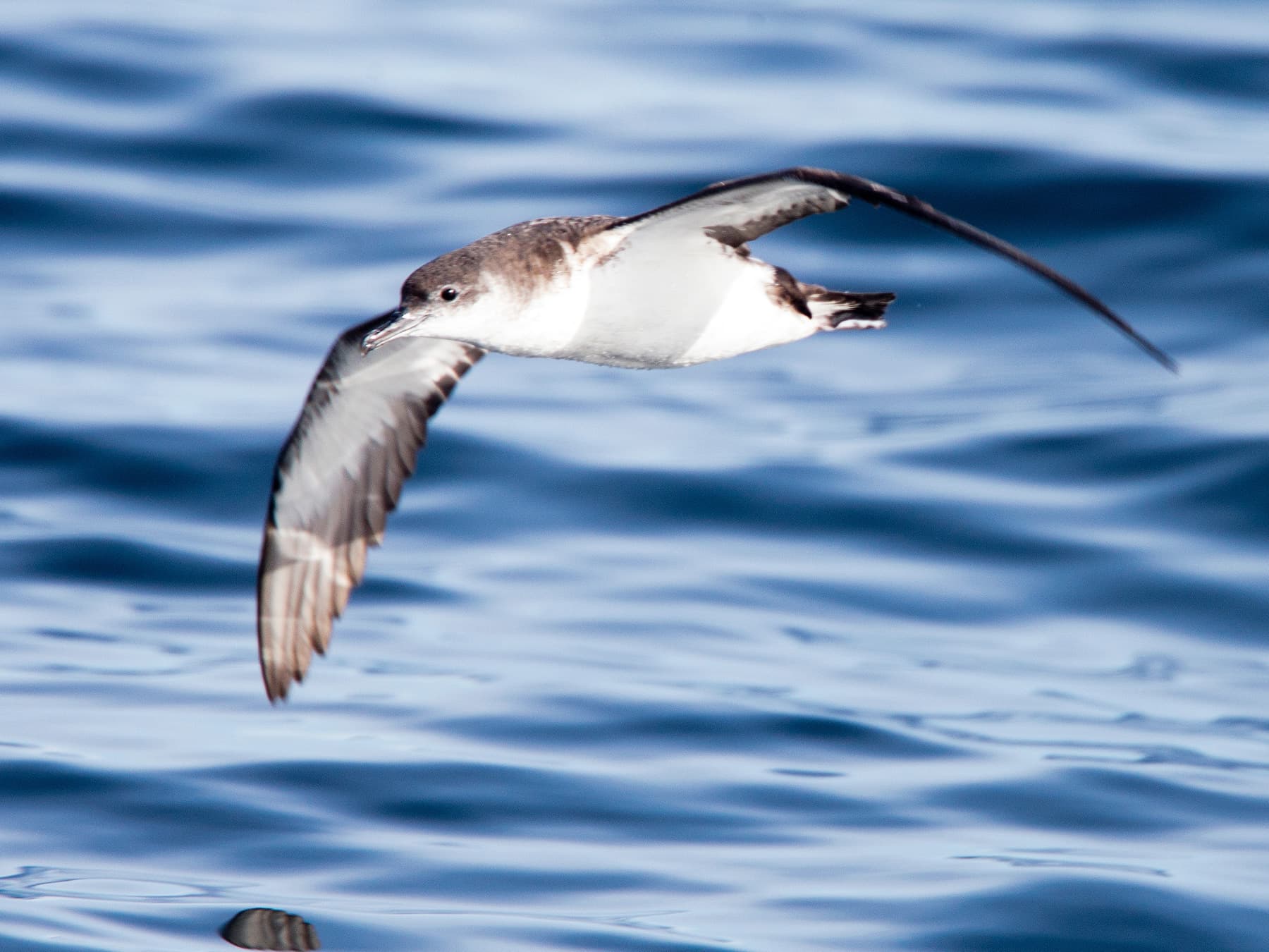 Manx Shearwater in-flight out at sea