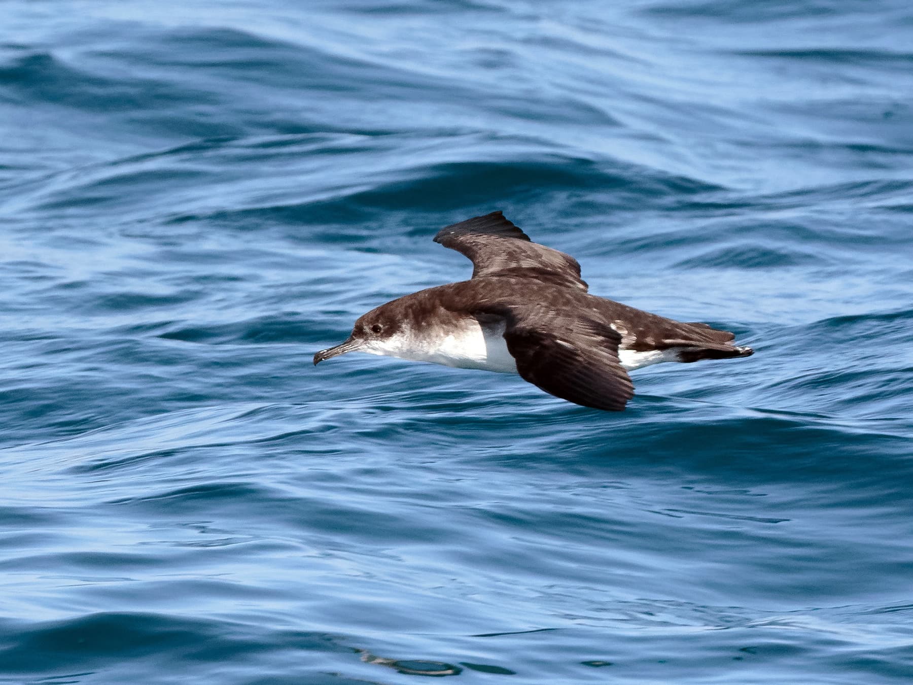 Manx Shearwater flying over the sea