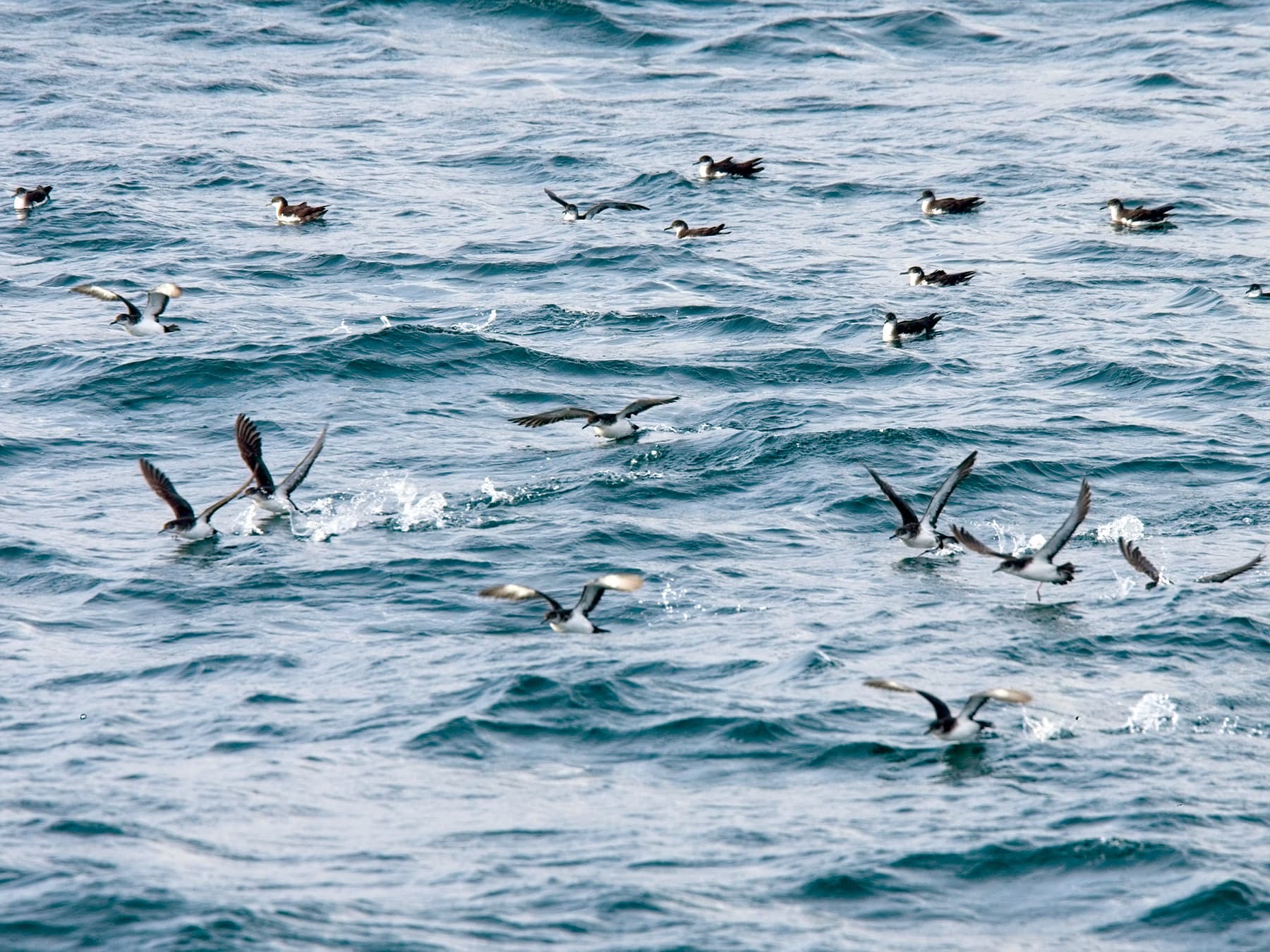 Manx Shearwaters out at sea