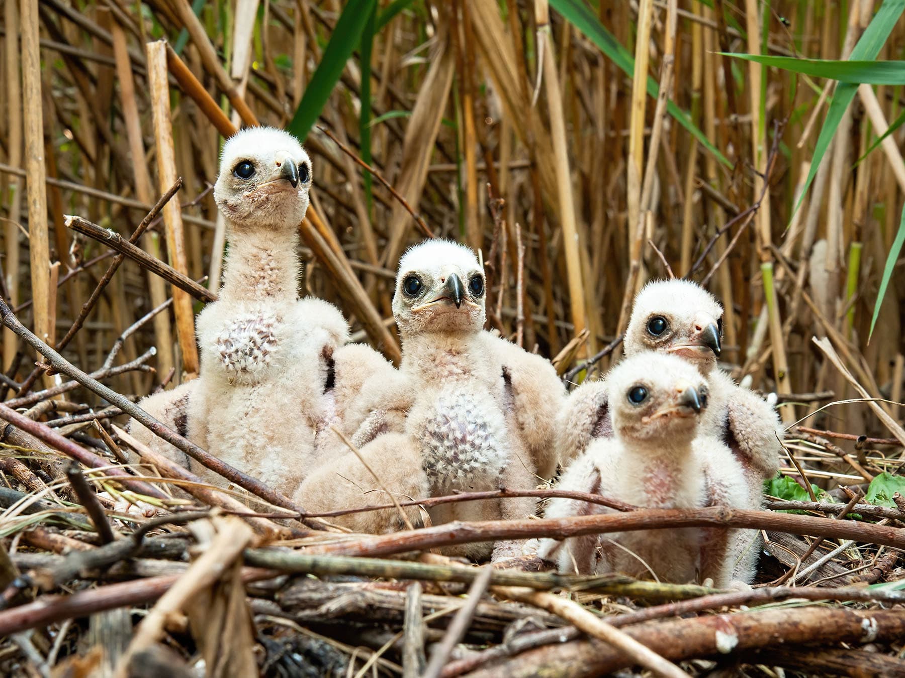 Close up of young Marsh Harrier chicks