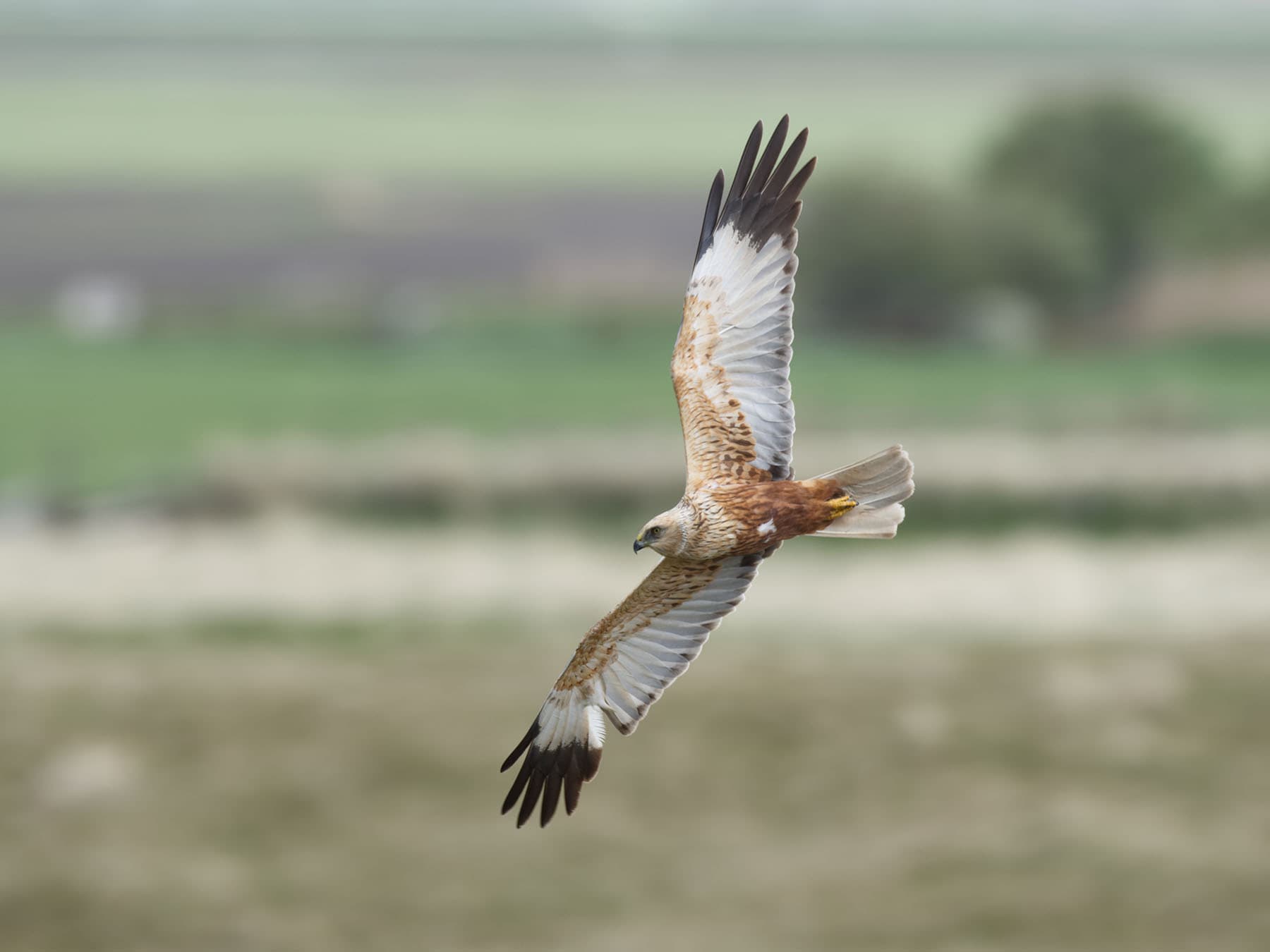 True to their name, Marsh Harriers are mainly found in marshes and areas with reedbeds