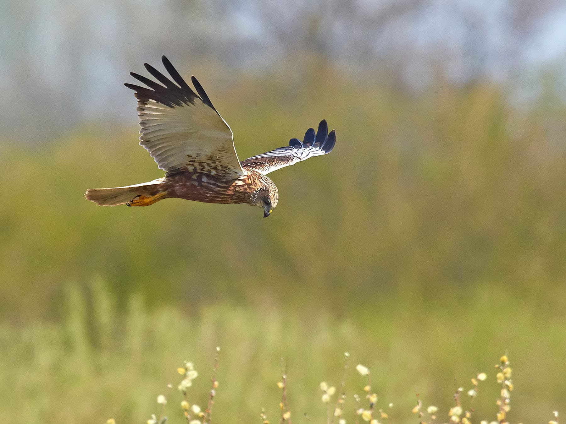 Marsh Harrier hunting for prey