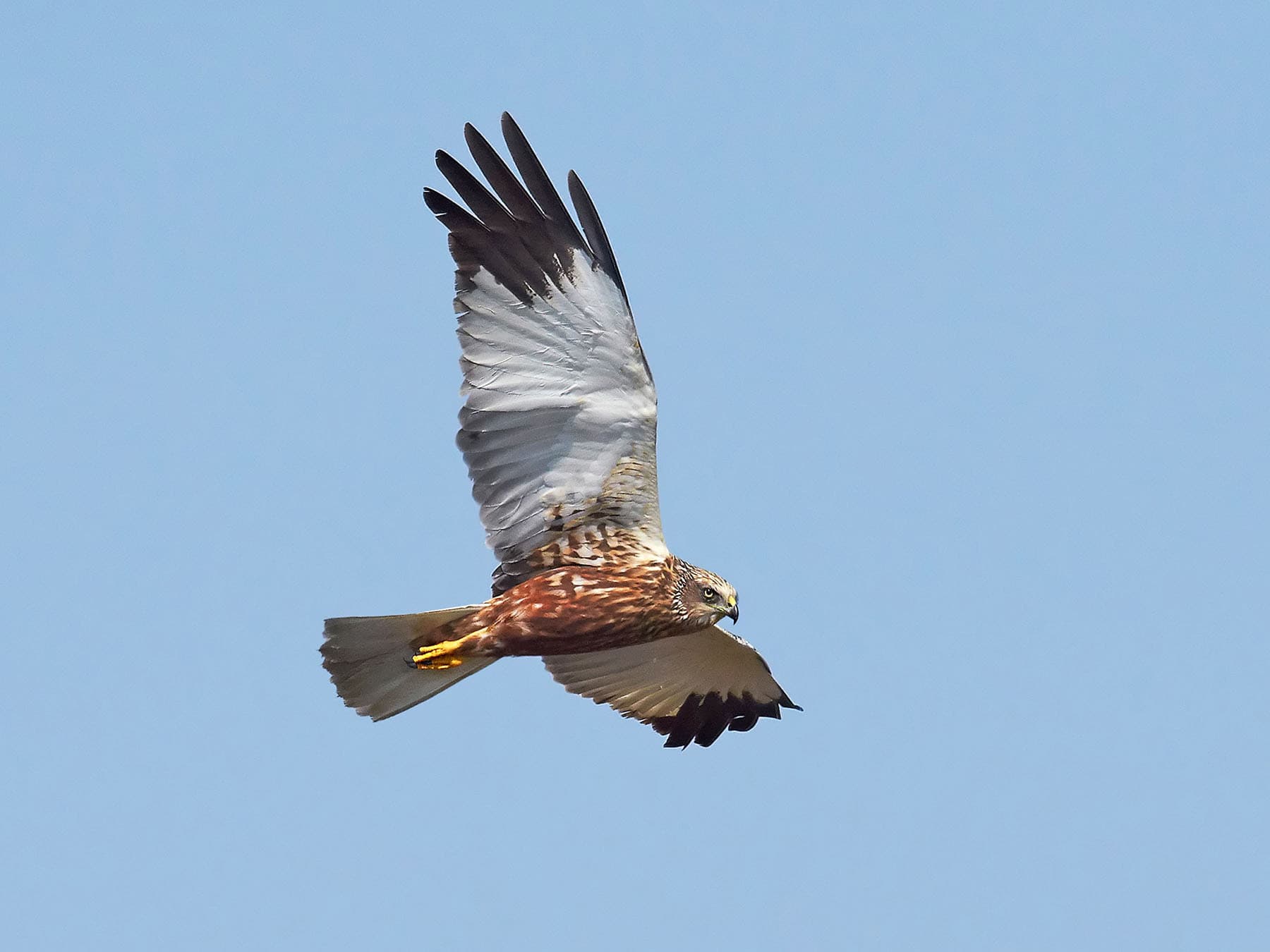 Marsh Harrier in flight, pictured from below