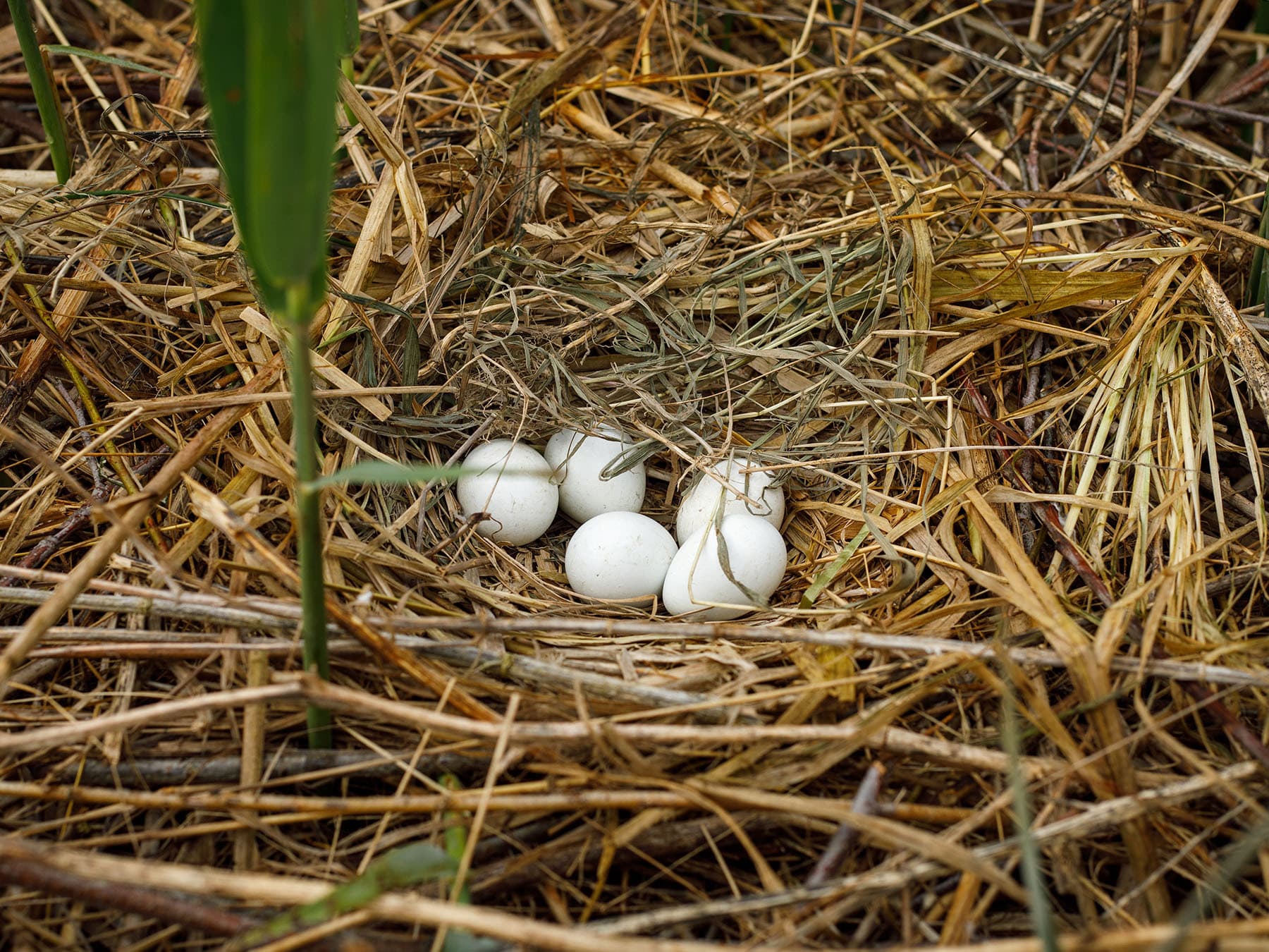 Marsh Harrier nest in the reedbed, with five unhatched eggs