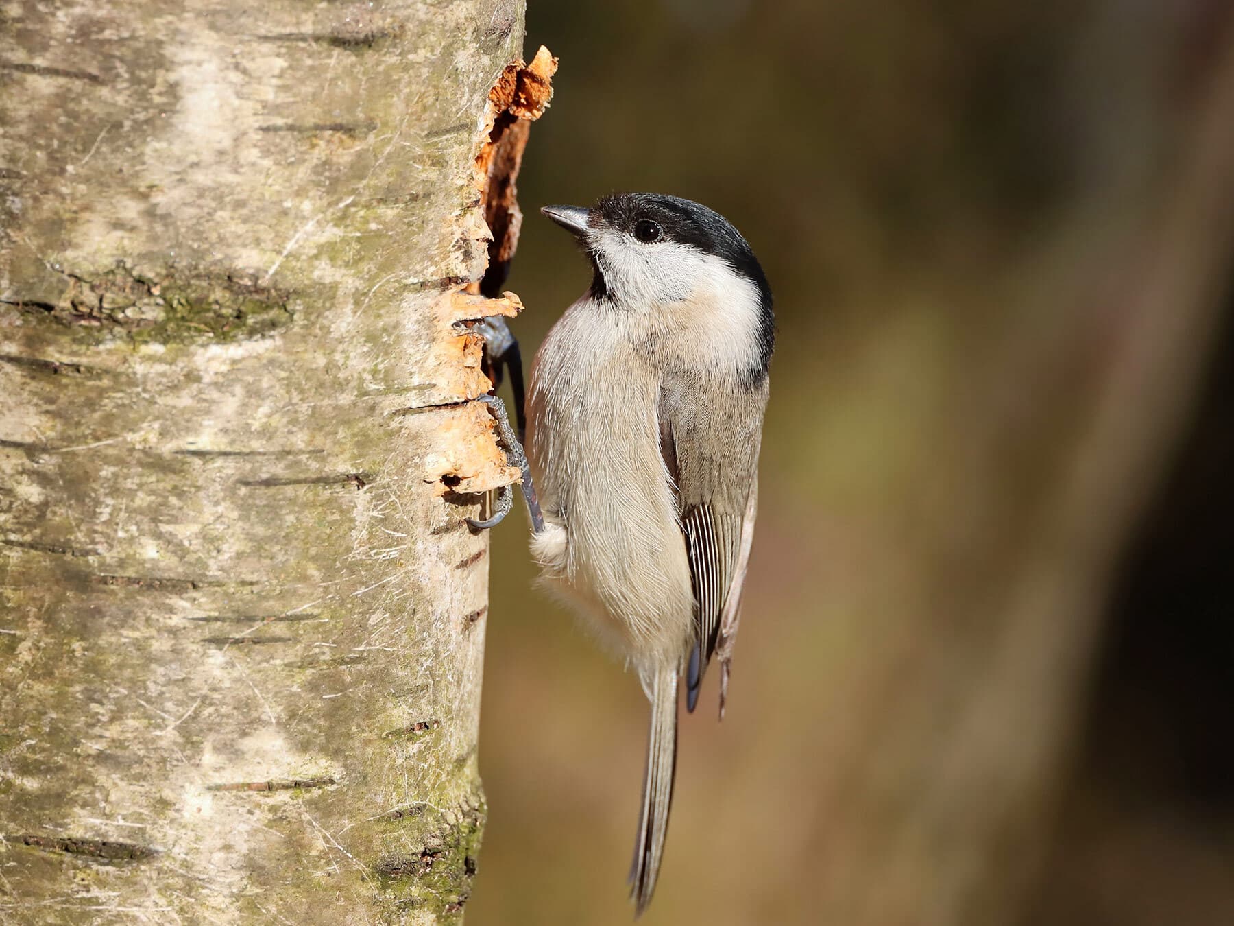 Marsh Tit on a tree