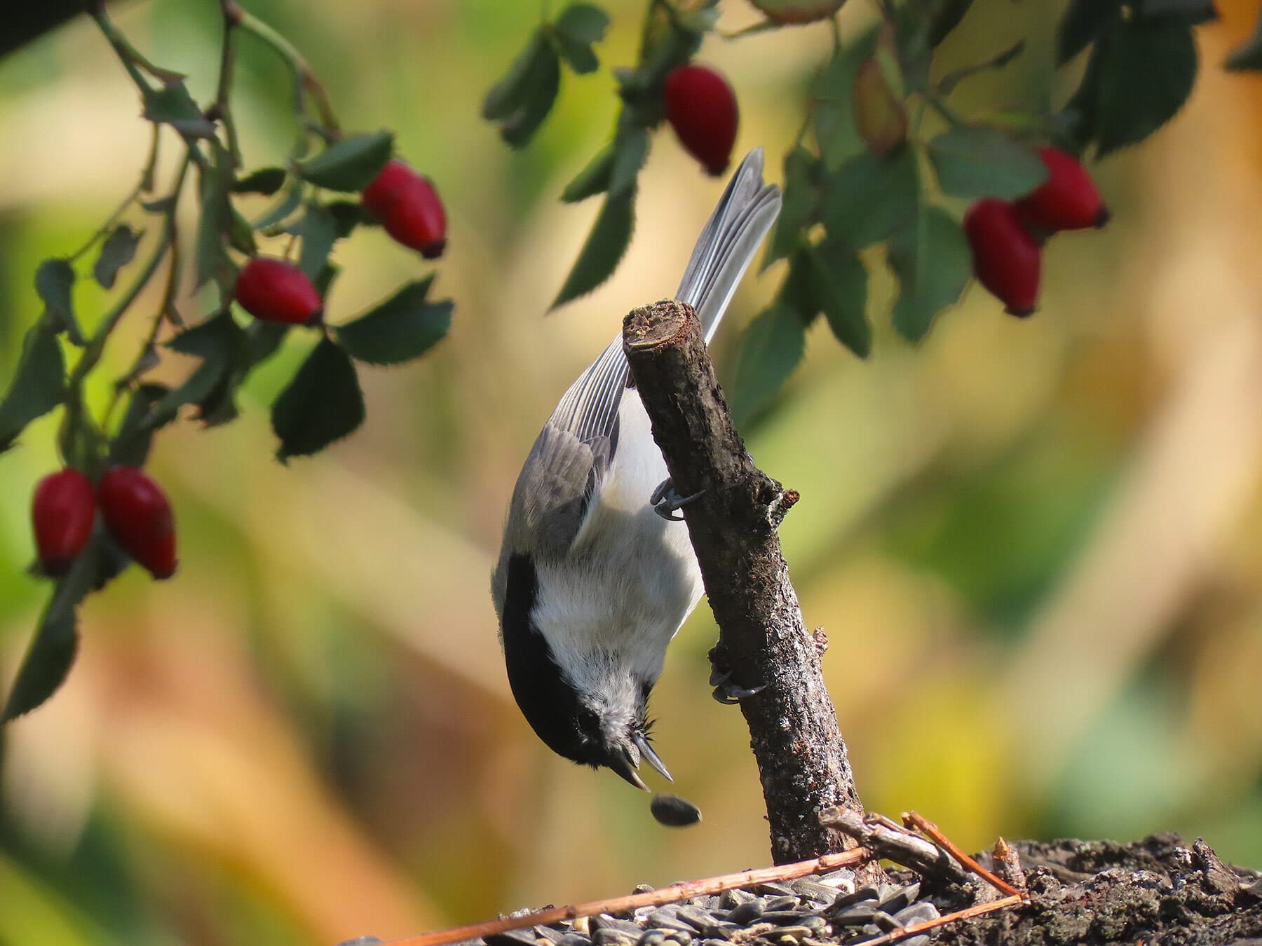 Marsh Tit eating seeds