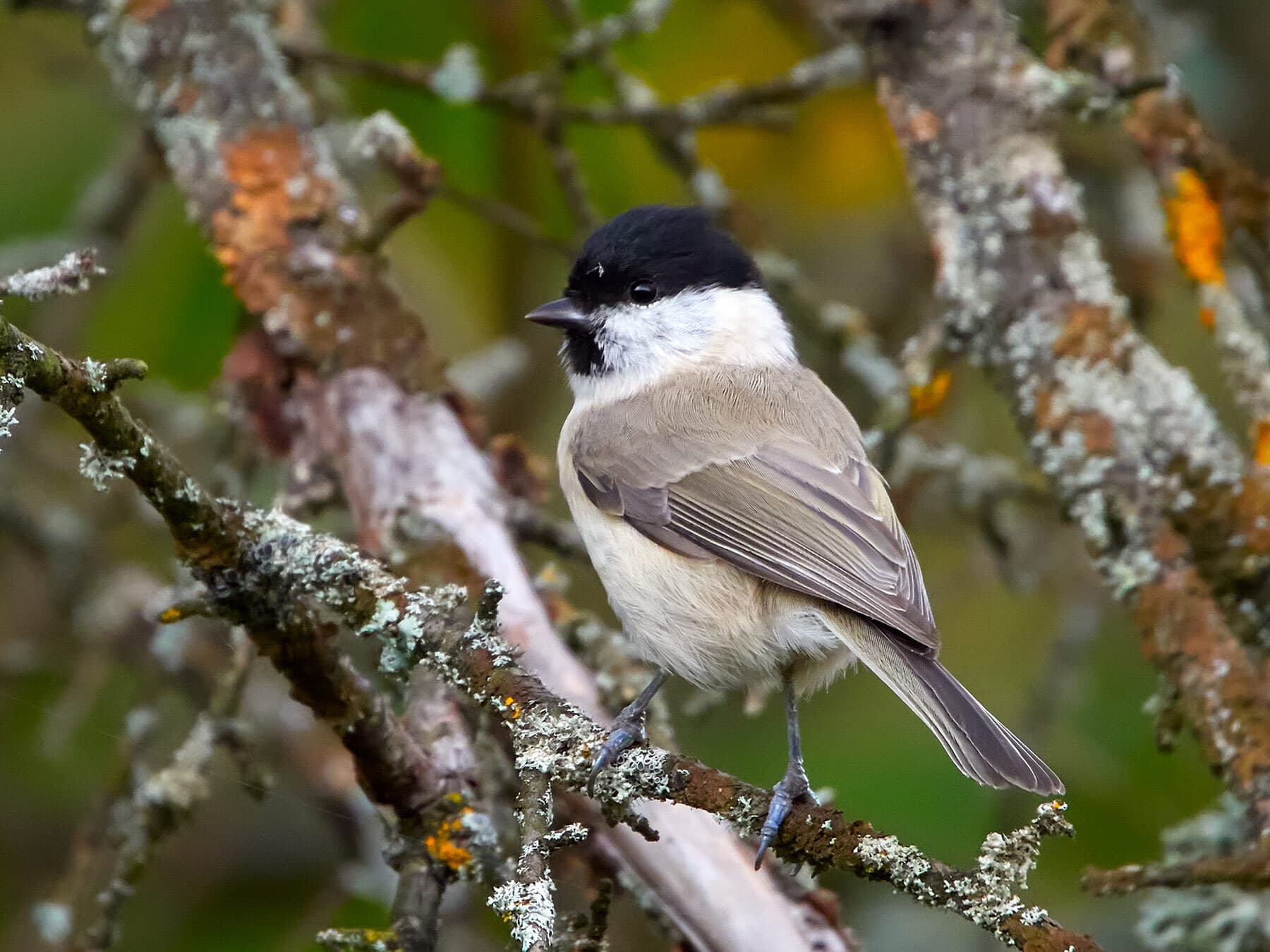 Marsh Tit perched on a branch in the woods