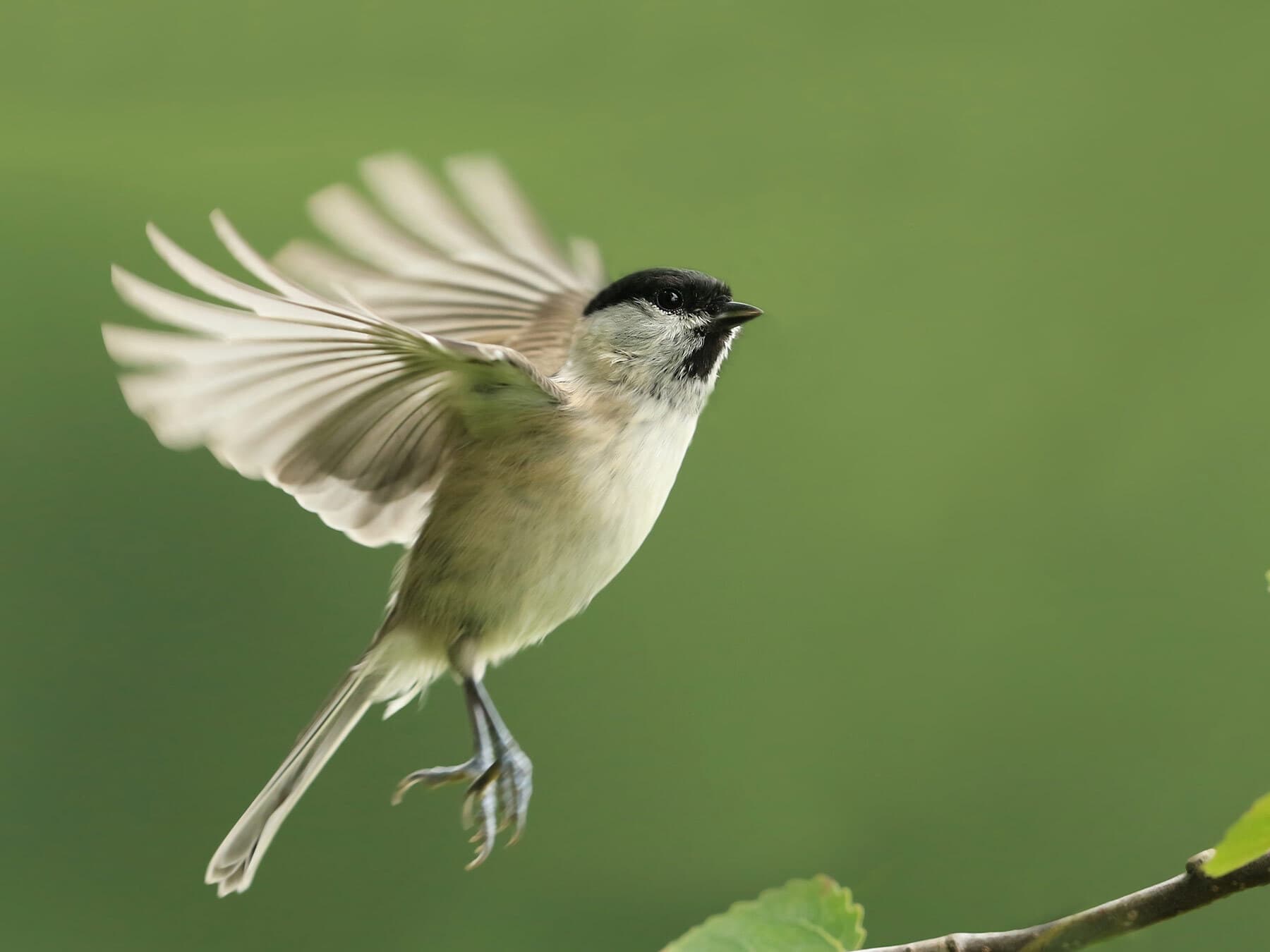 Marsh Tit in flight