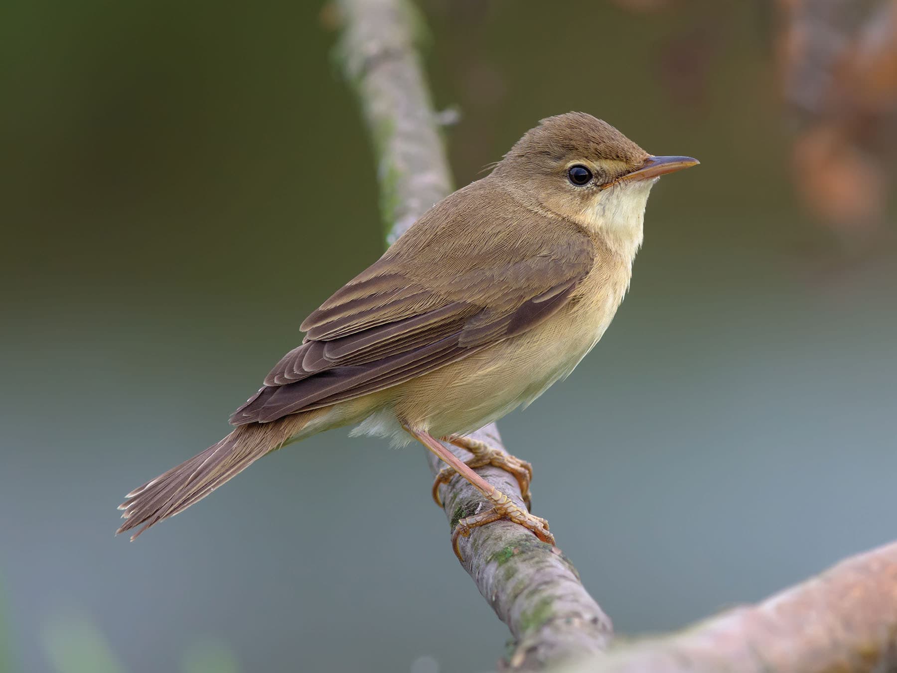Close up of a Marsh Warbler perched on a branch