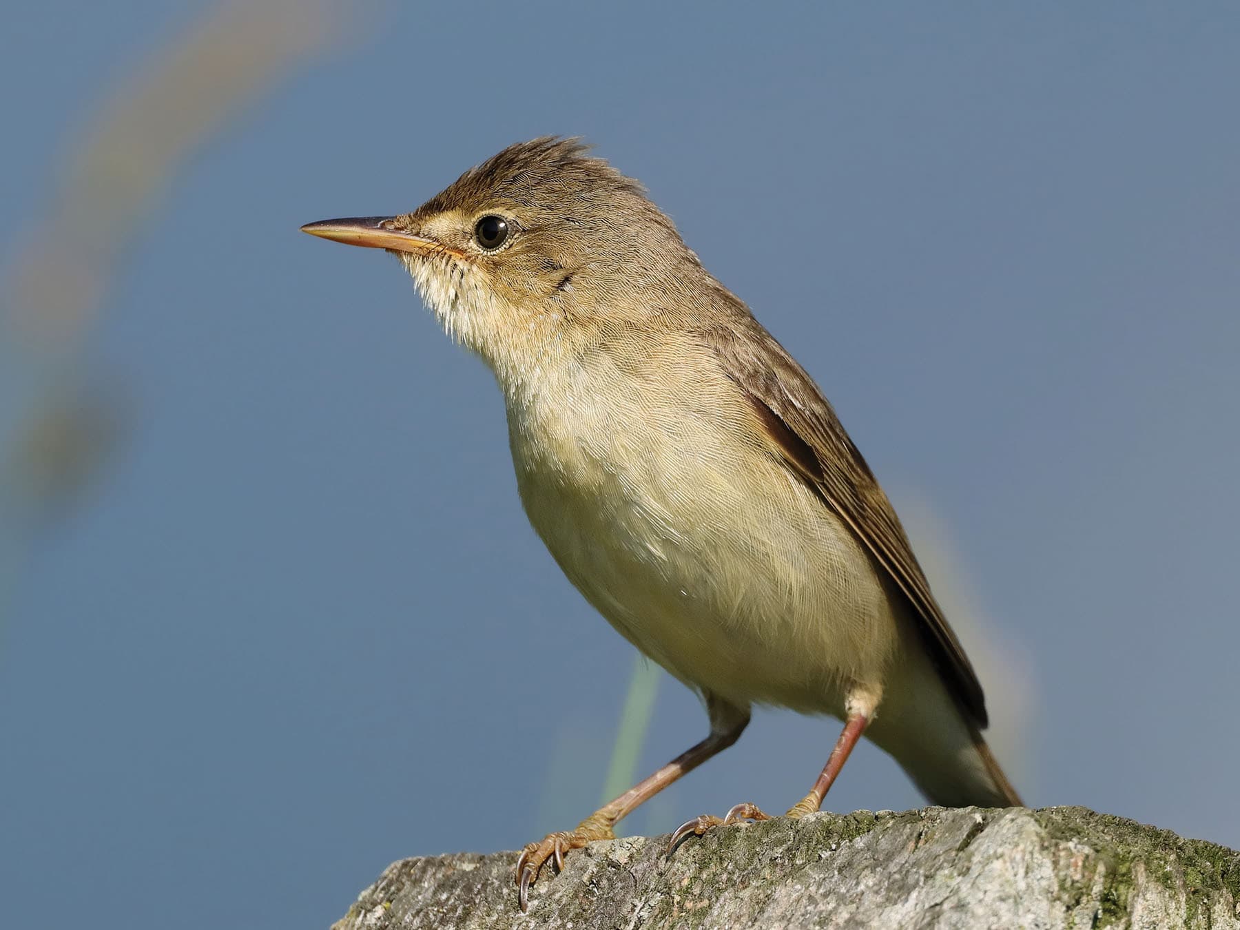 Close up of a Marsh Warbler
