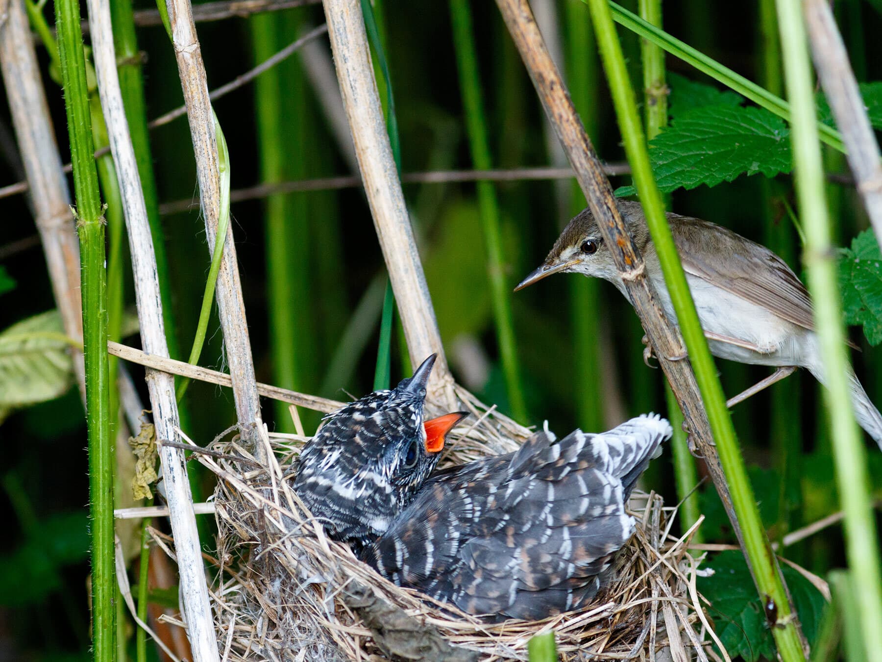 Marsh warbler feeding cuckoo chick