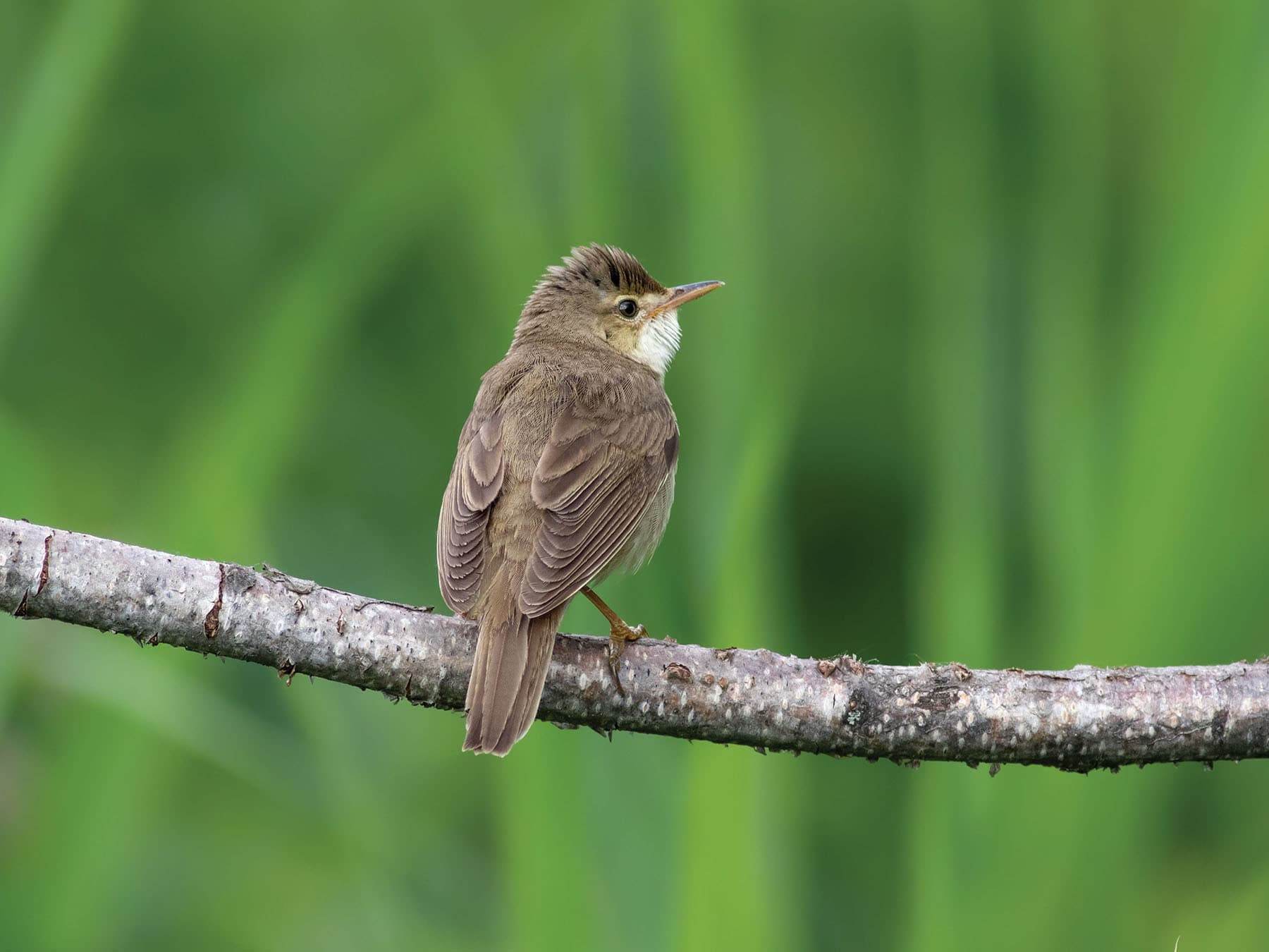 Marsh Warbler, pictured from behind