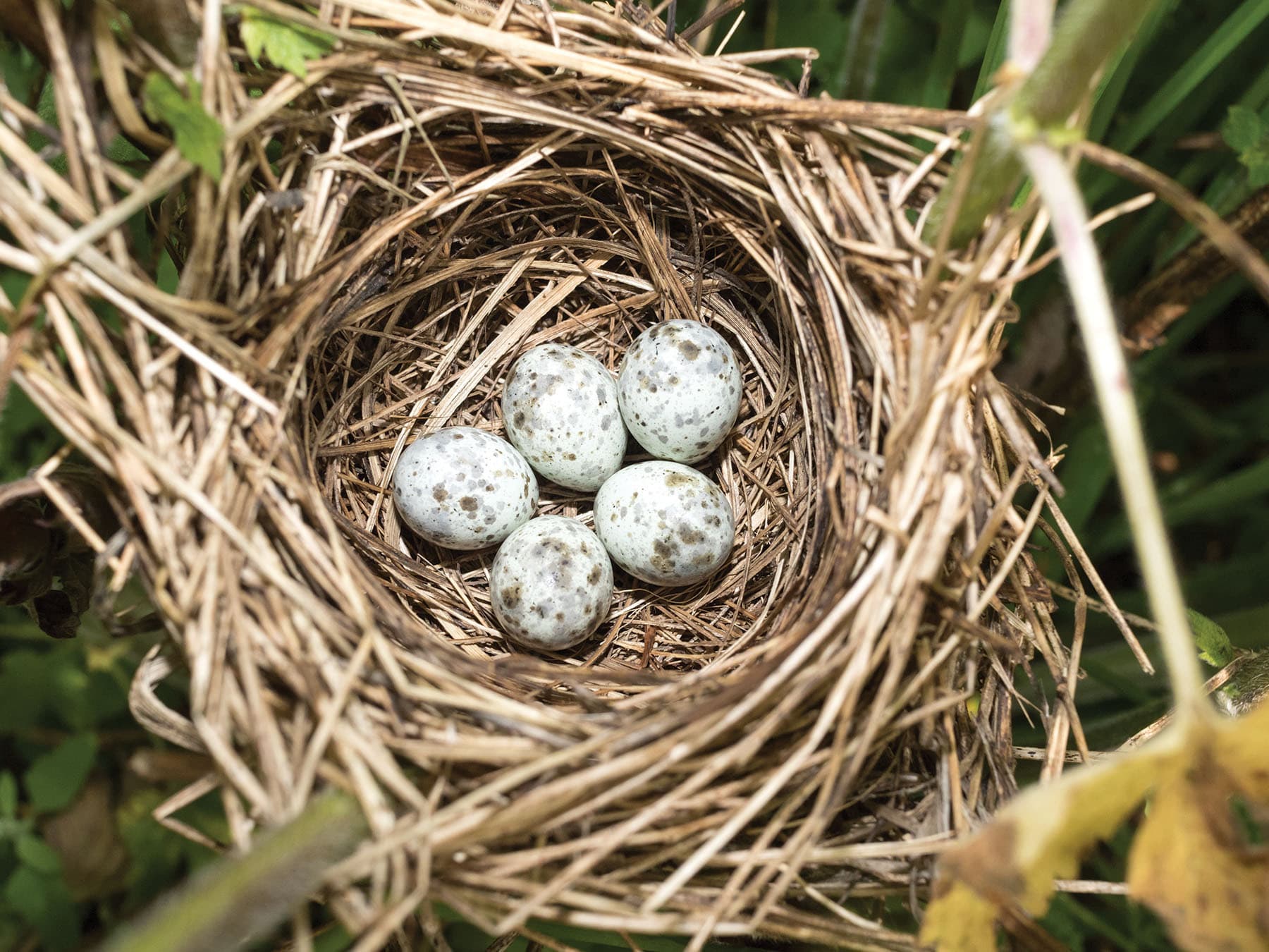 The nest of a Marsh Warbler, with eggs inside