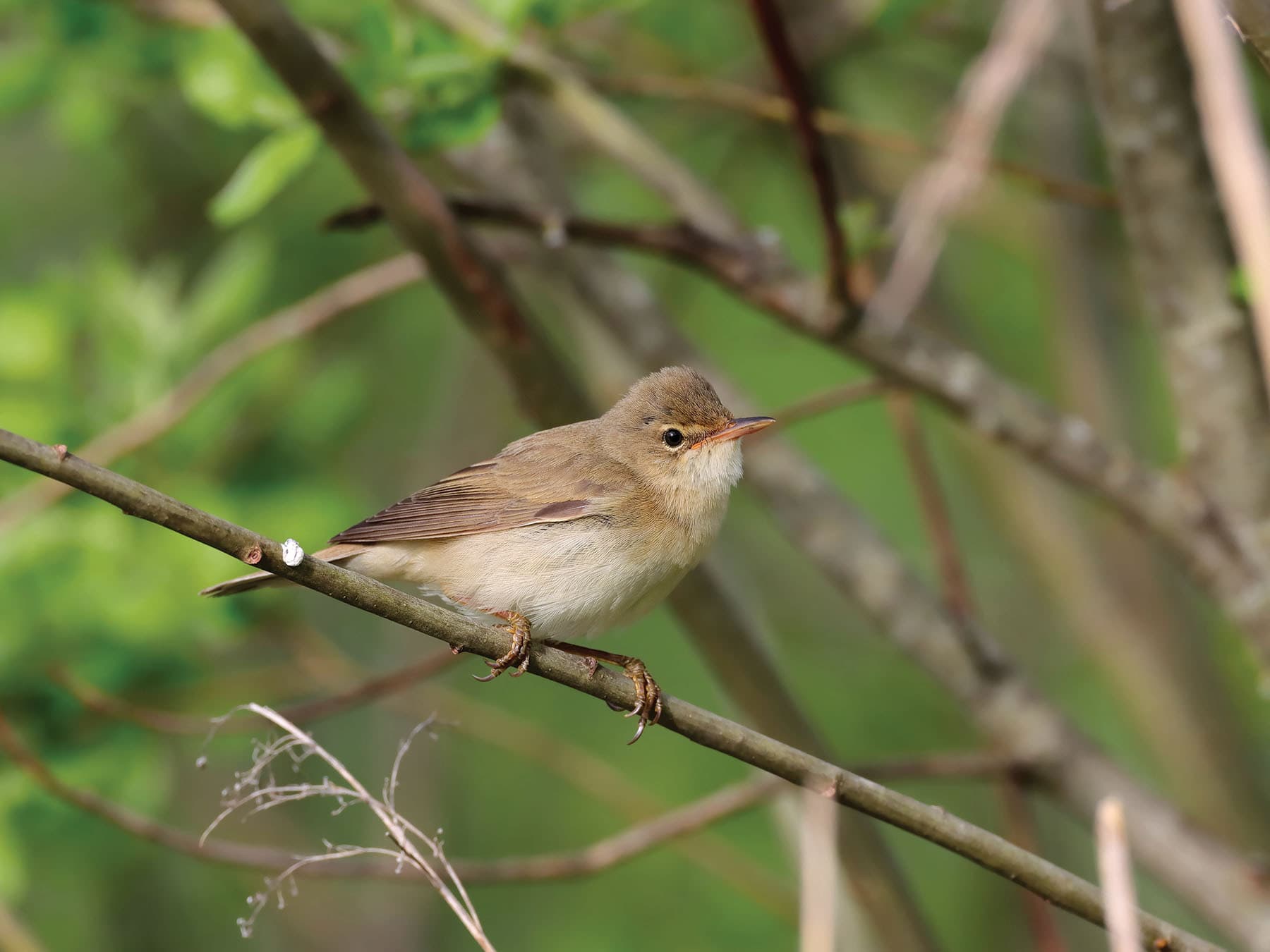 Marsh Warblers are a migratory species
