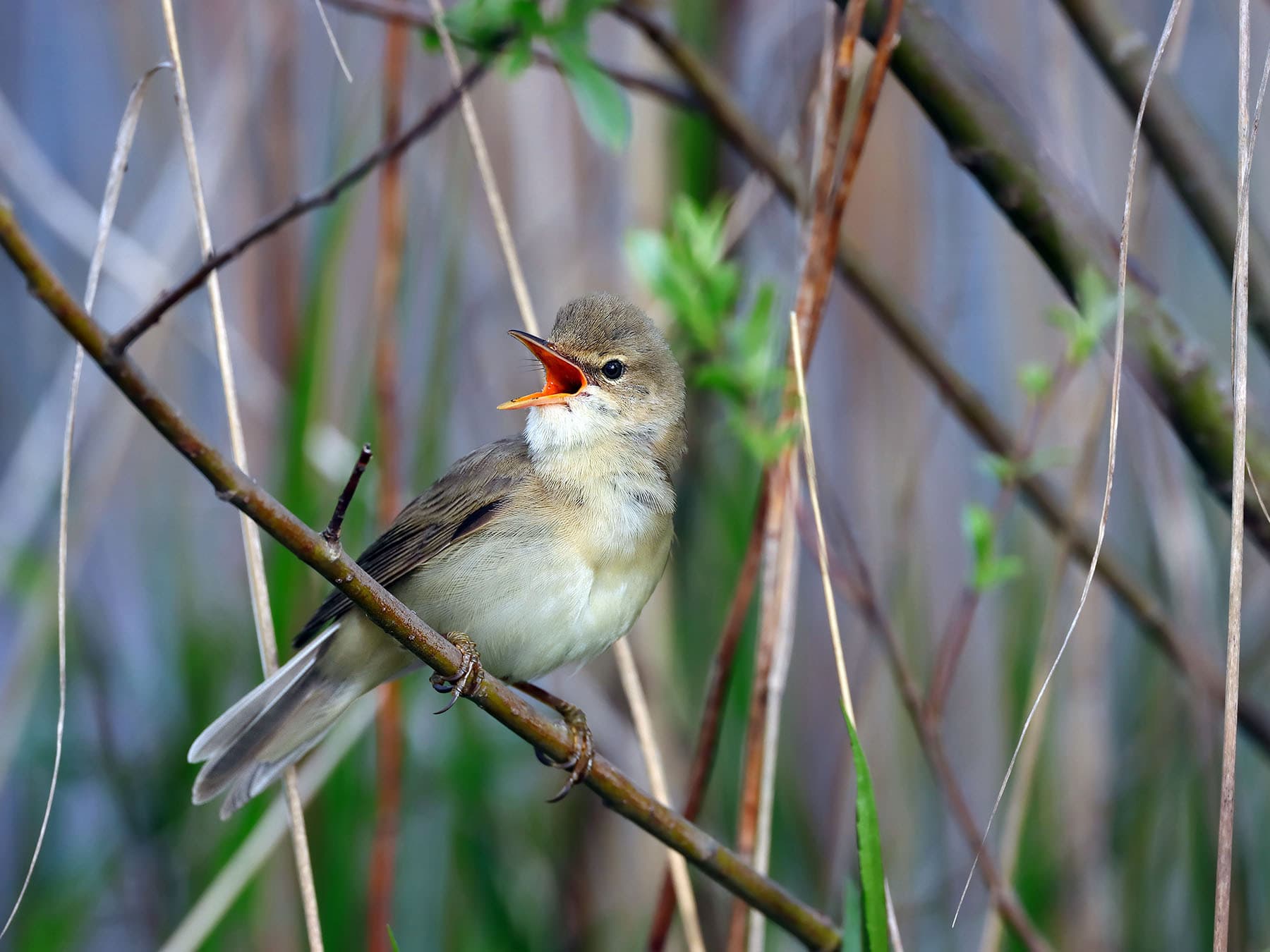 Marsh warbler perched on branch singing
