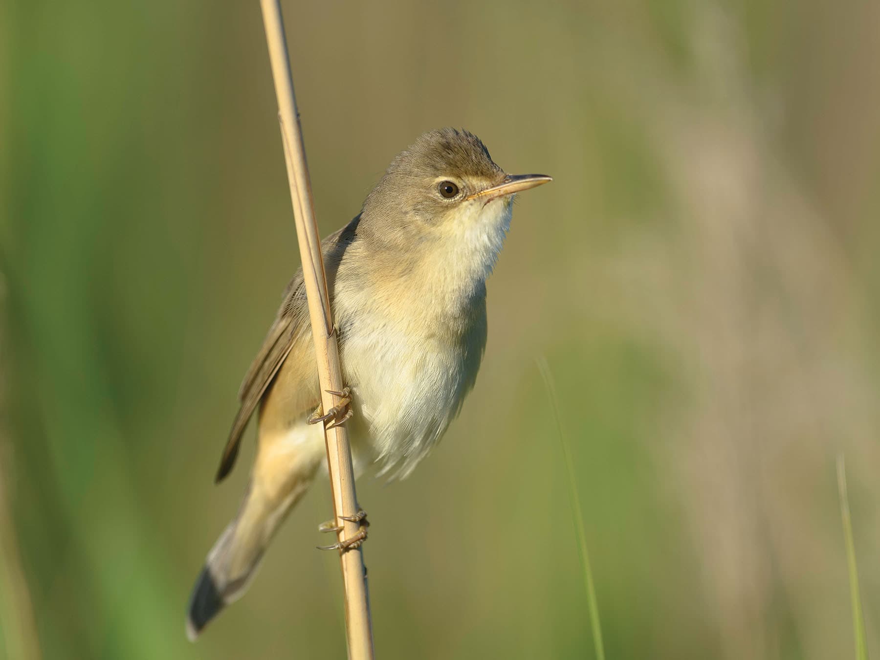 Marsh Warbler pictured on a reedbed