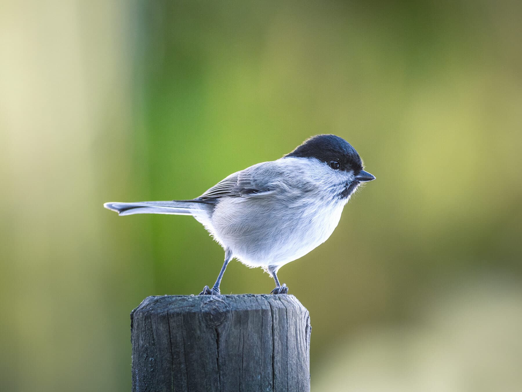 Black-capped Chickadee