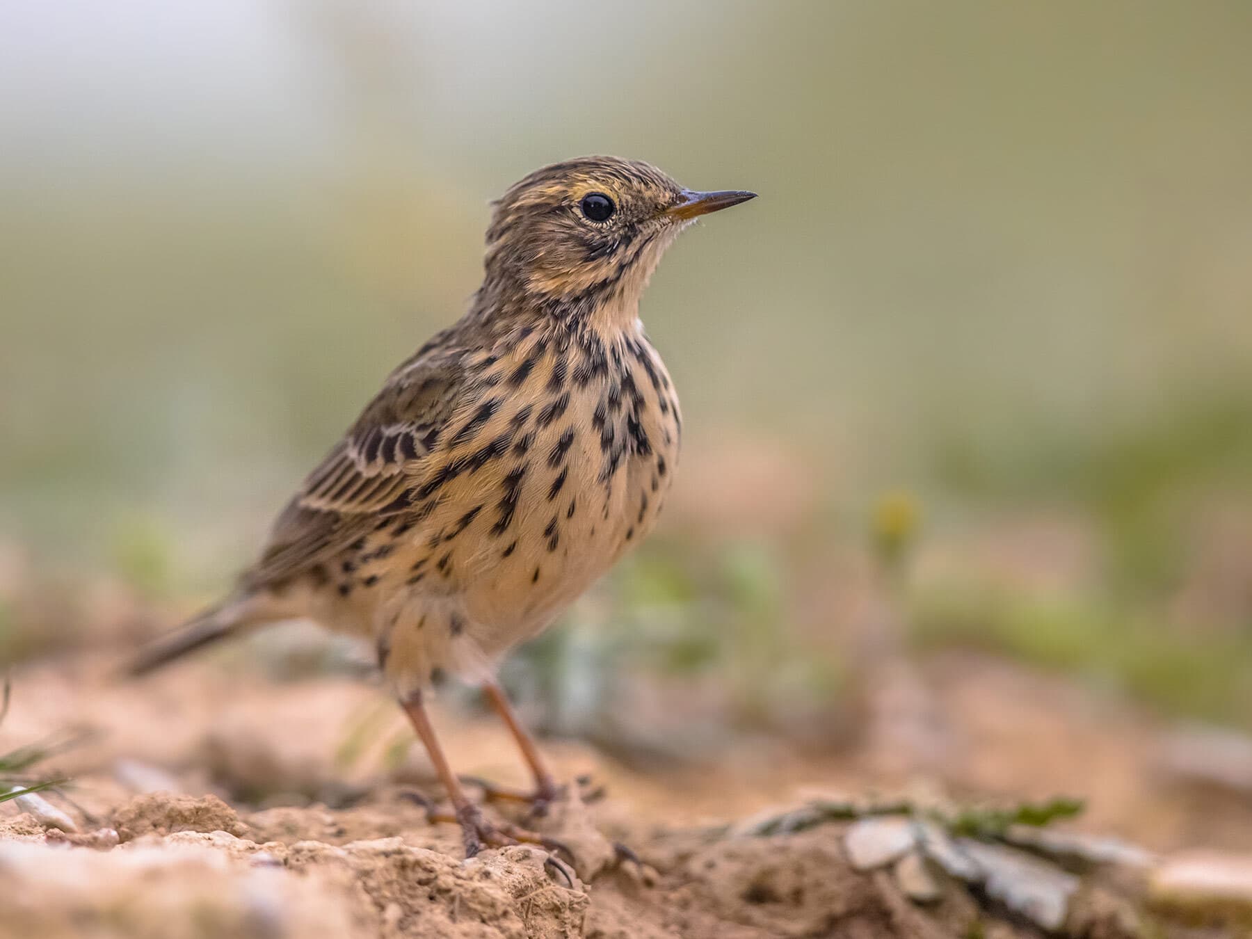 Meadow Pipit