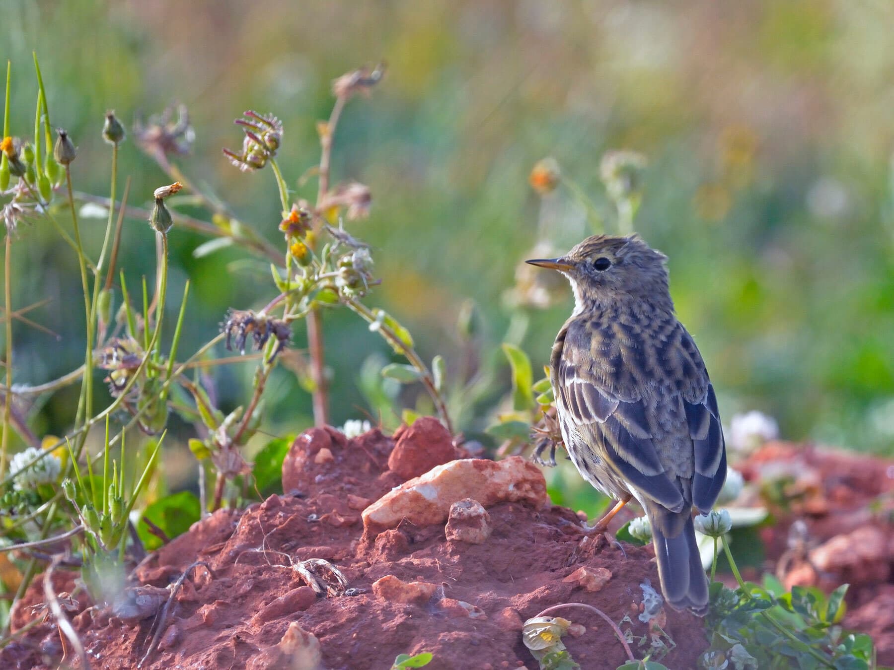 Meadow Pipit on the ground