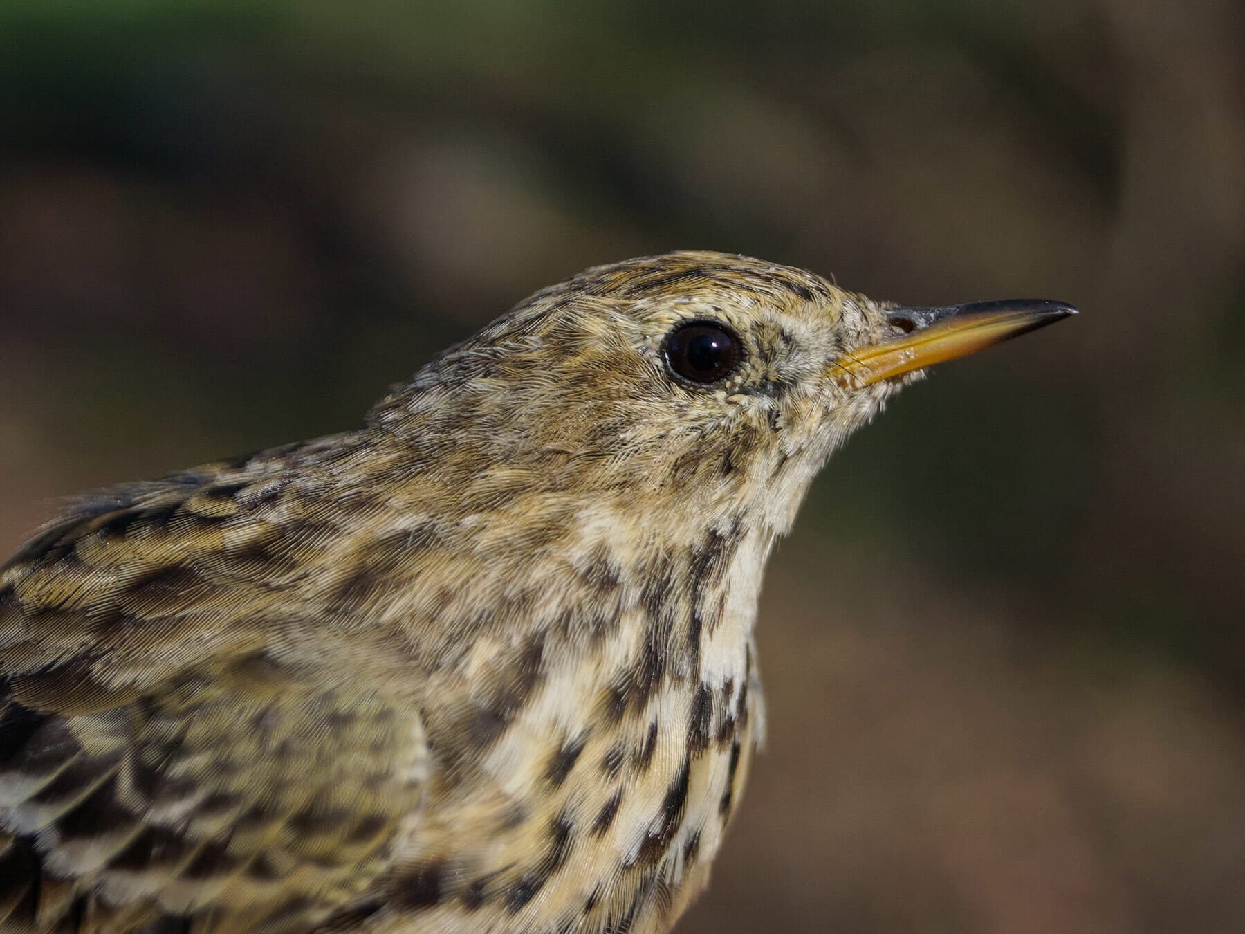 Close up portrait of a Meadow Pipit