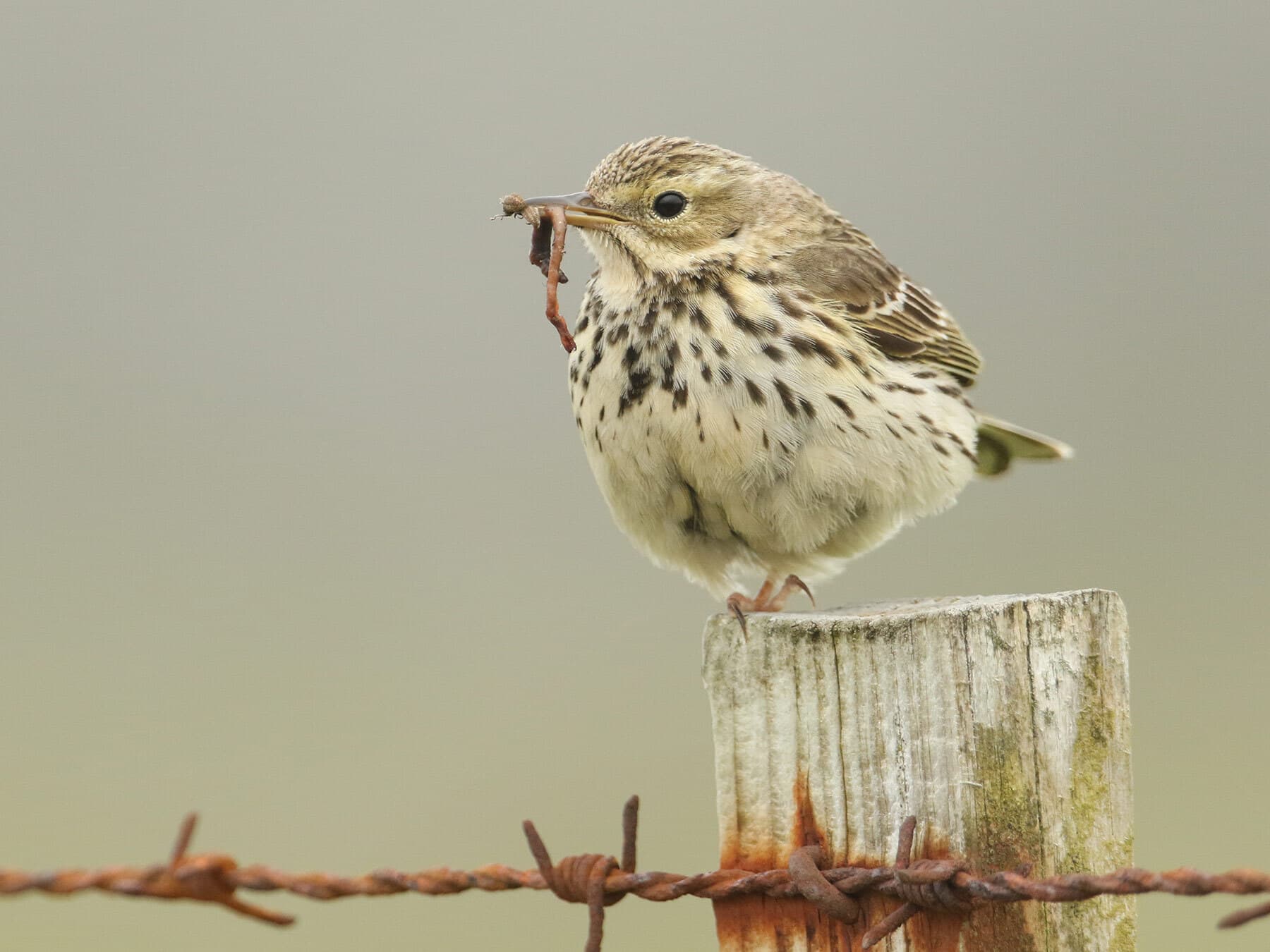 Meadow Pipit feeding on a worm