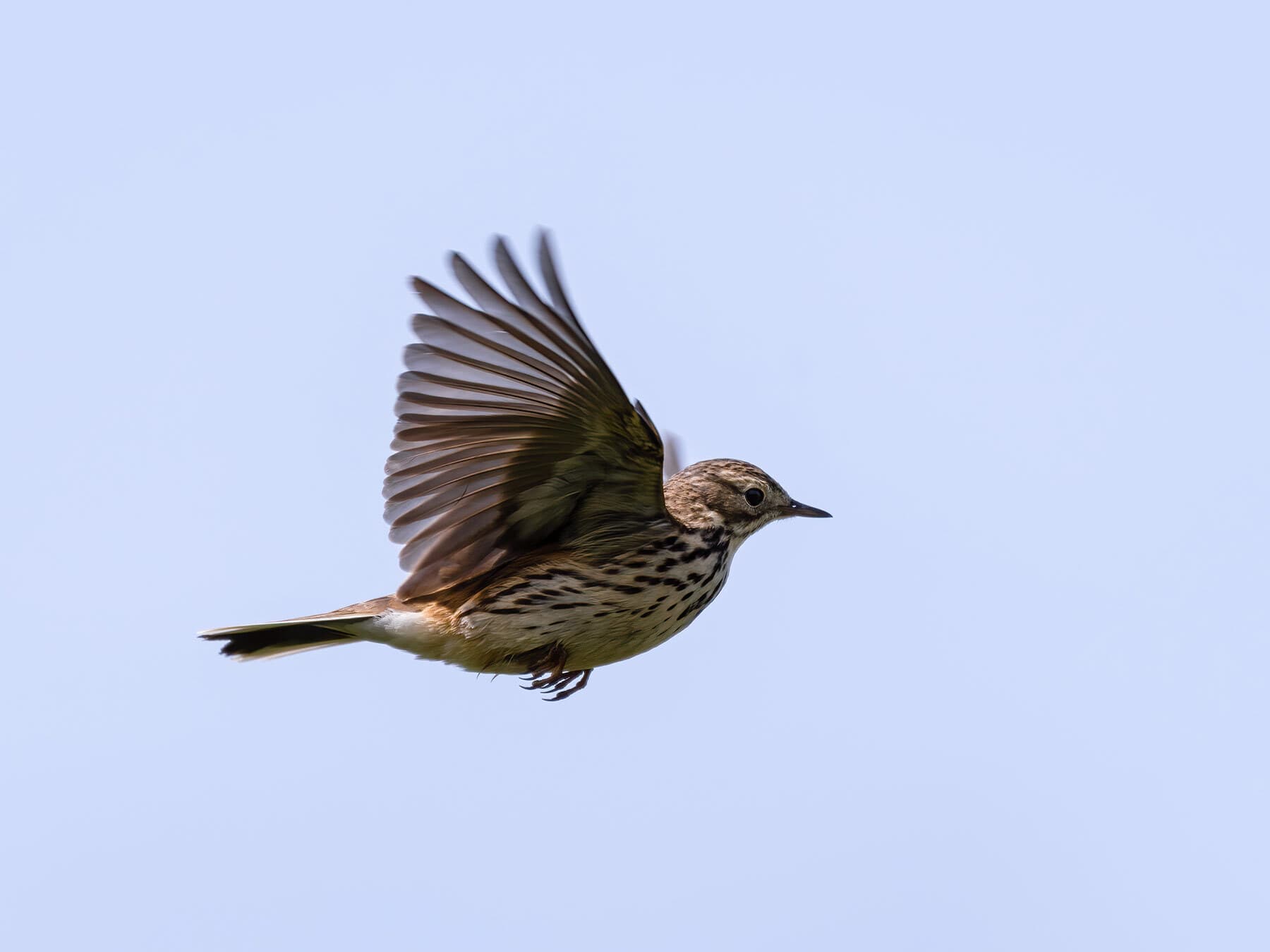 Meadow Pipit flying