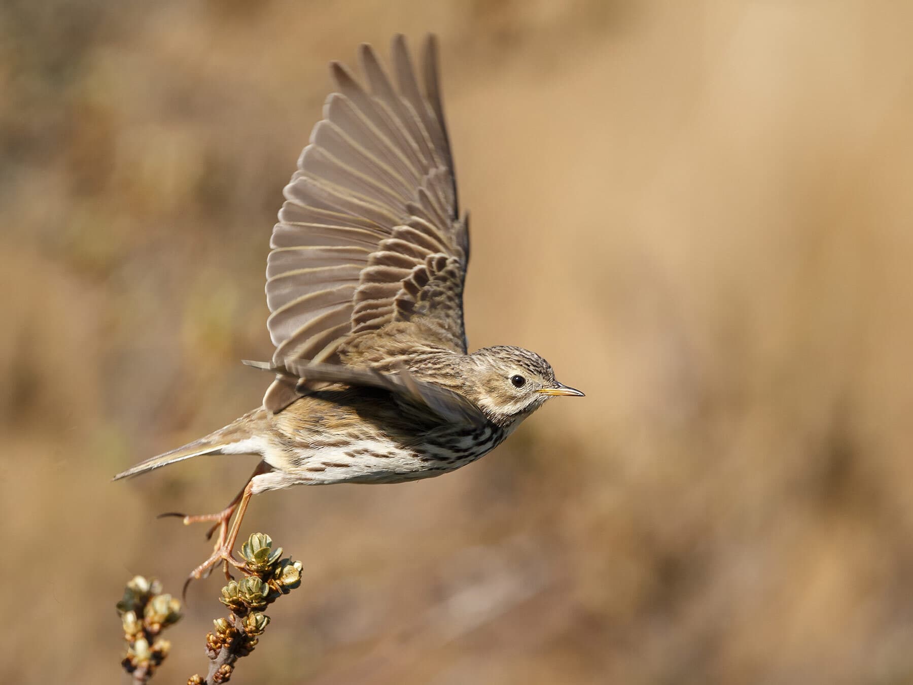 Meadow Pipit in flight